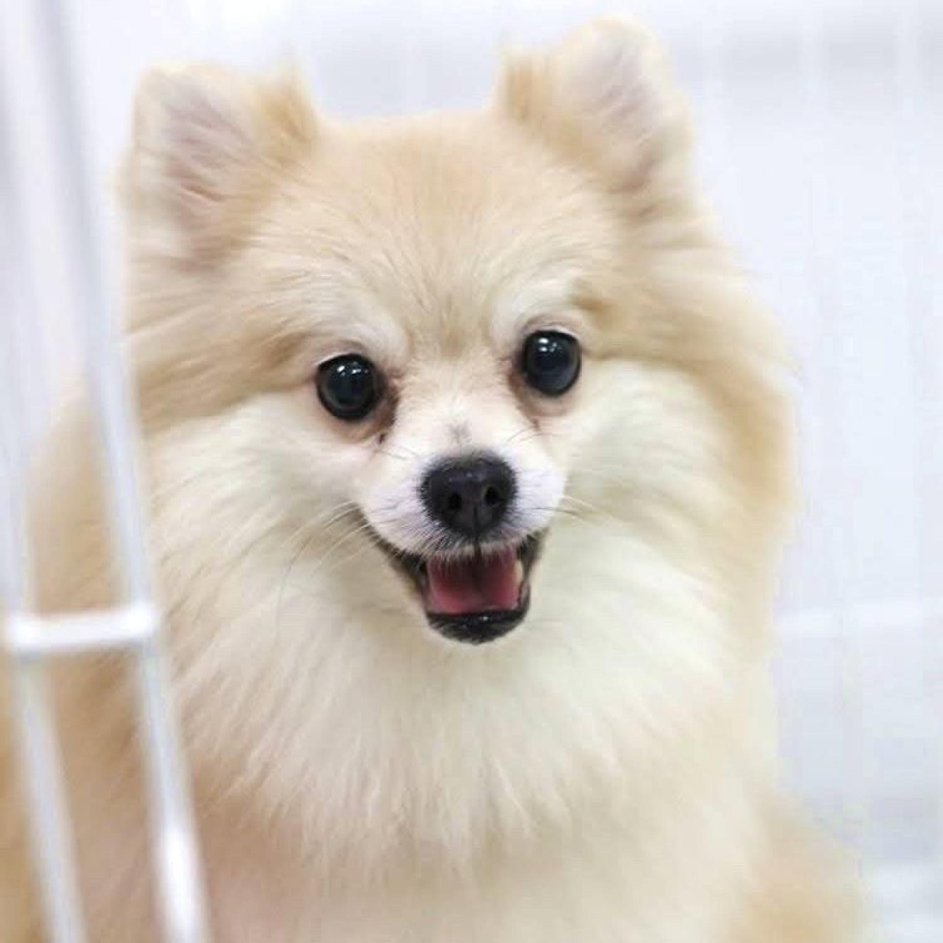 pet-image-3