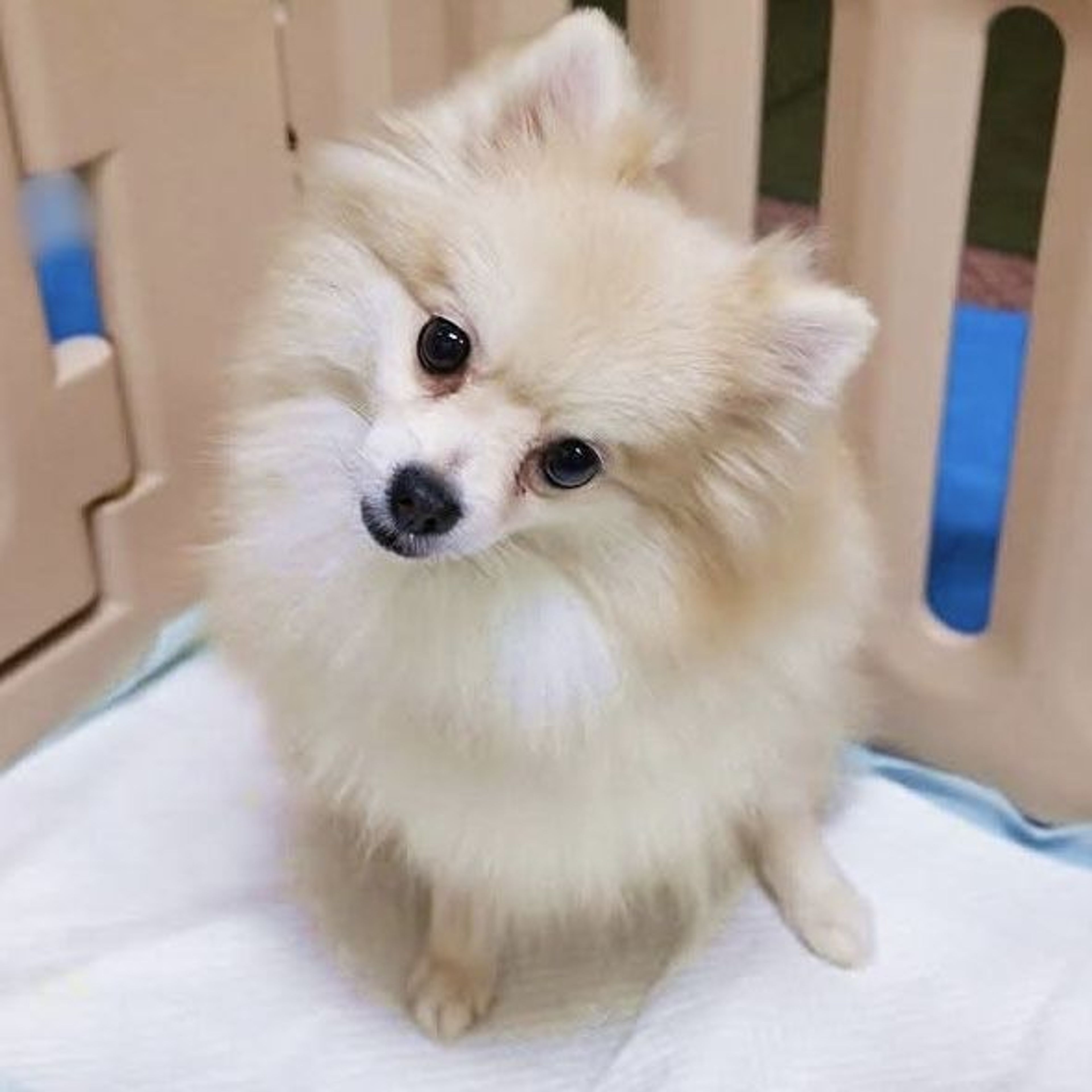 pet-image-5