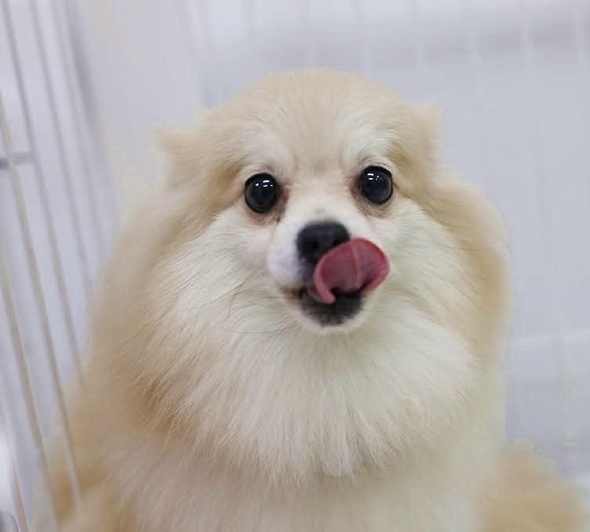 pet-image-6
