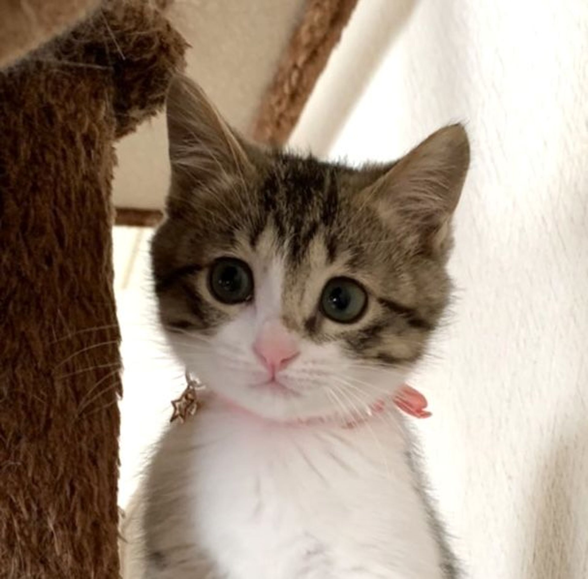 雑種（ミックス猫）・メスの里親募集の写真