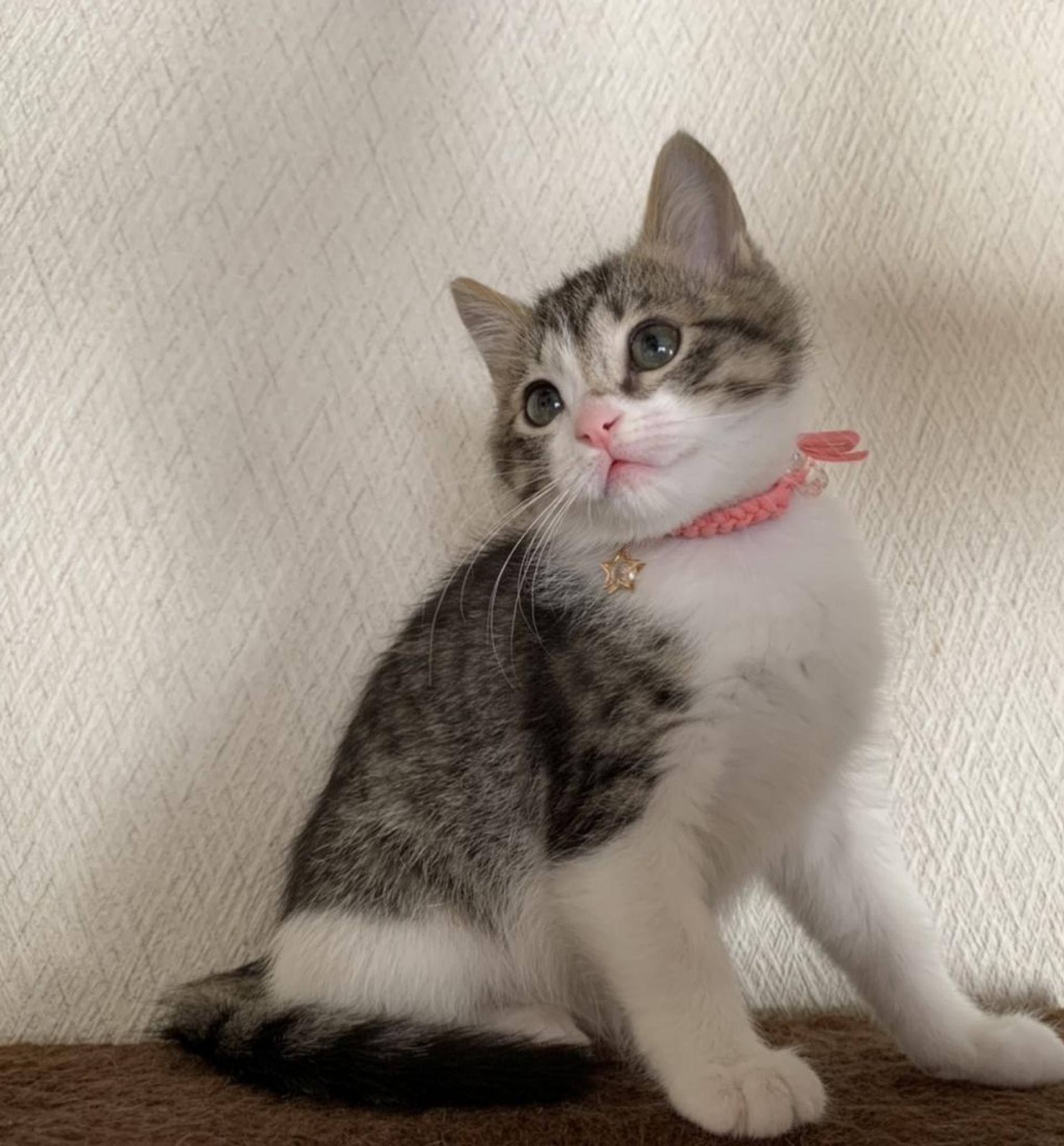 pet-image-4