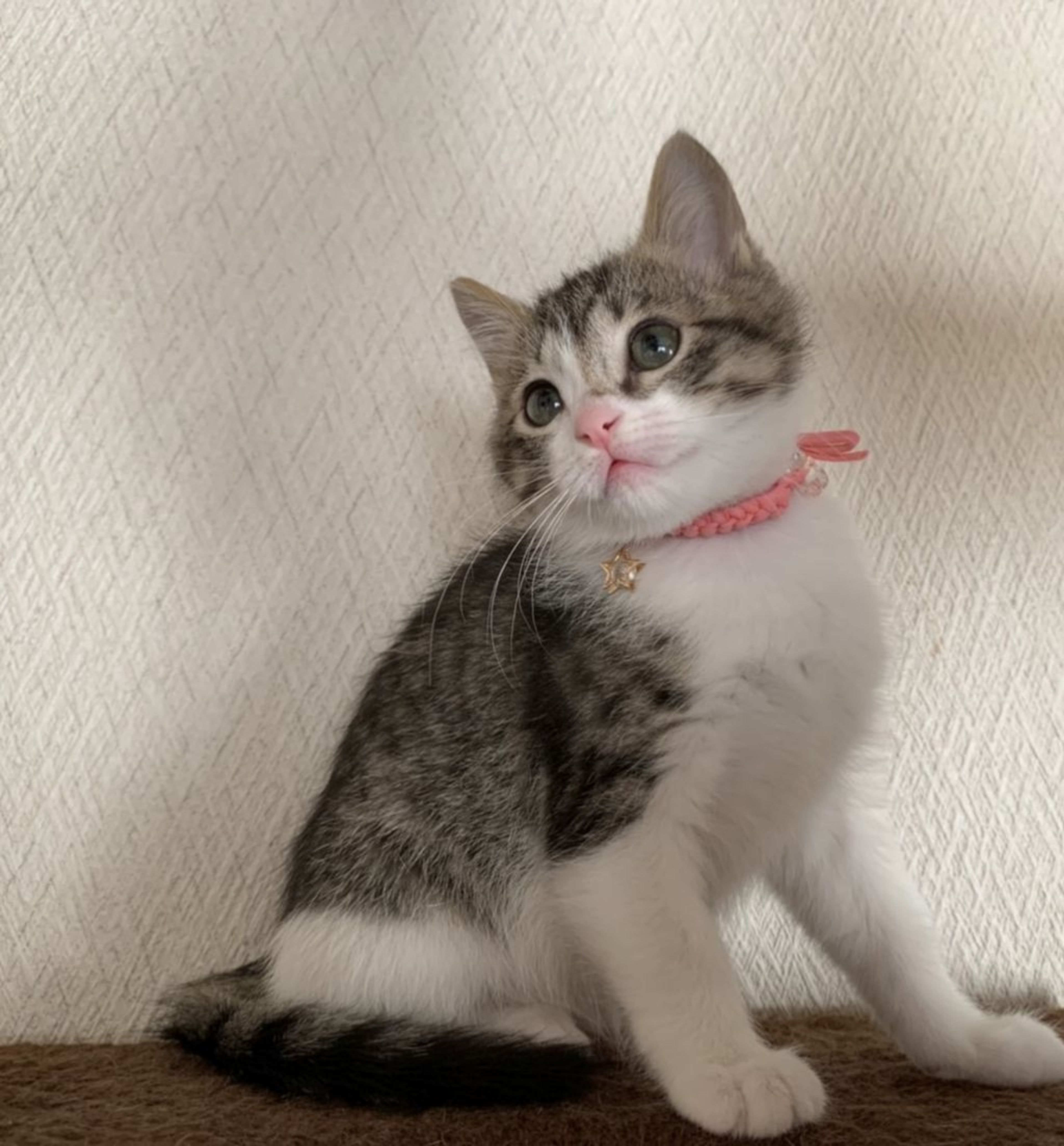 pet-image-4