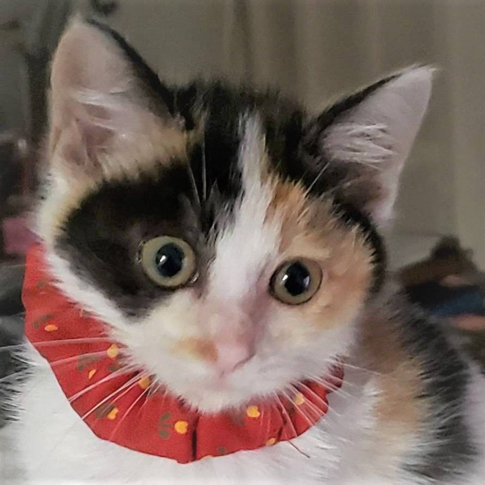 雑種（ミックス猫）・メスの里親募集の写真