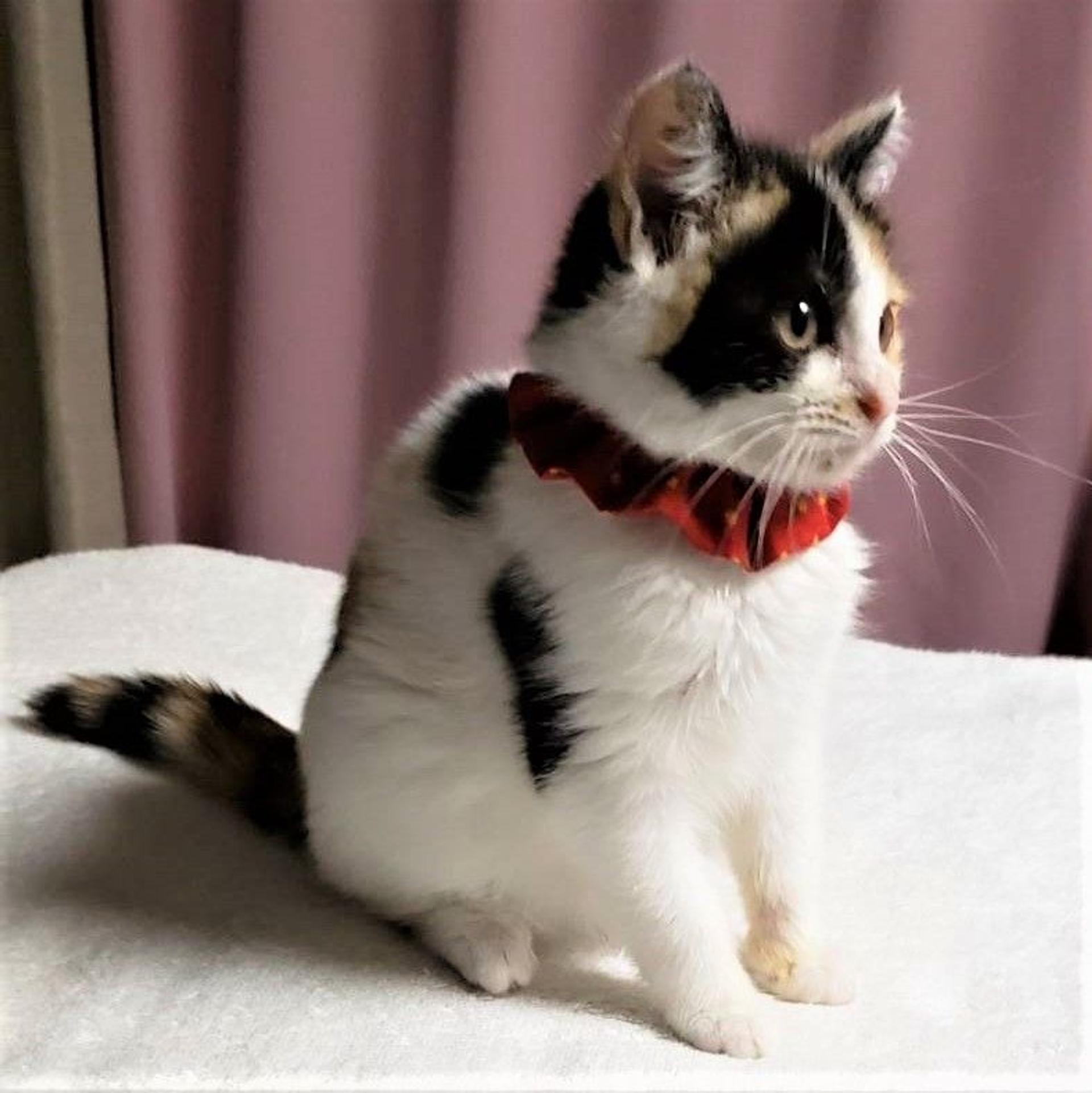 pet-image-3