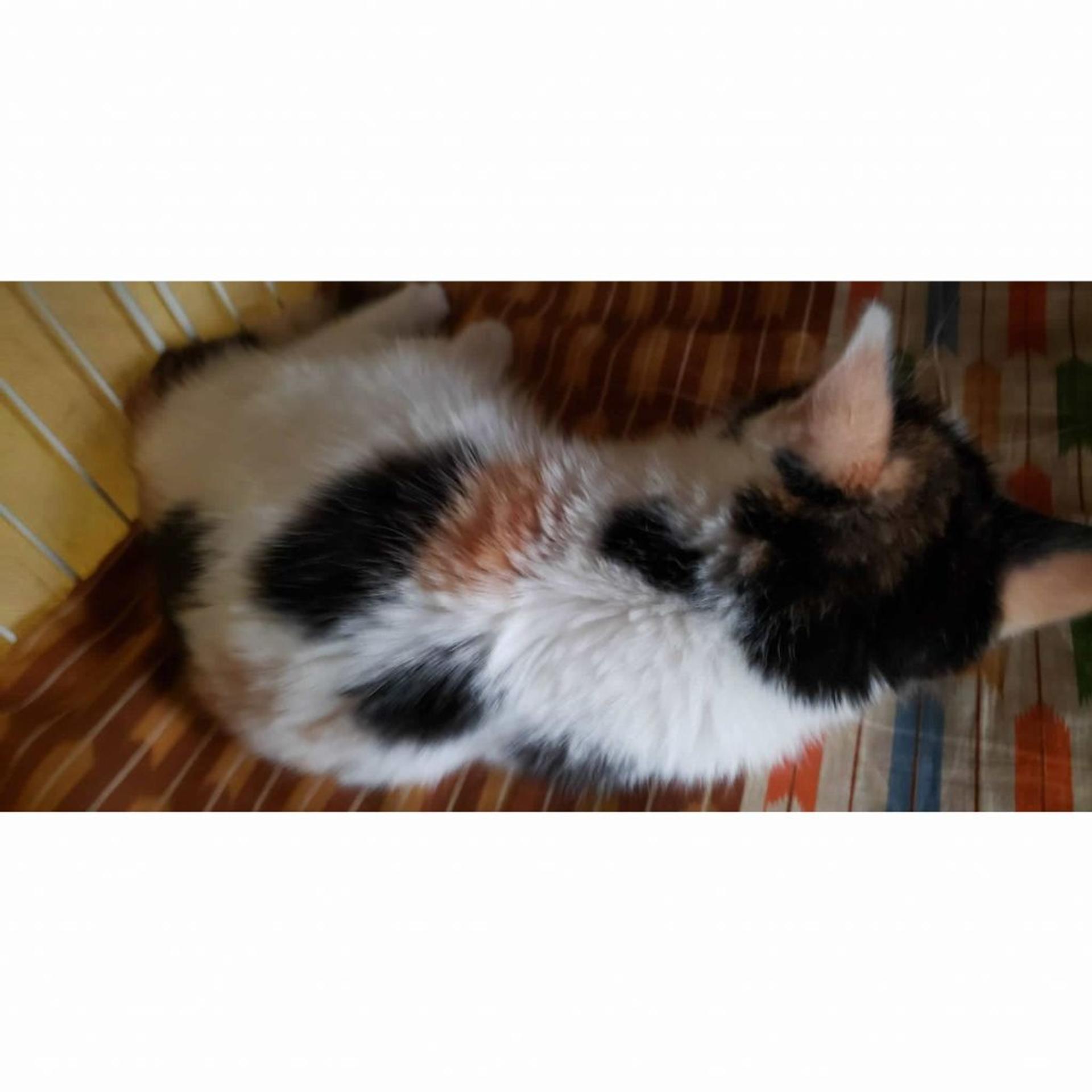 pet-image-5