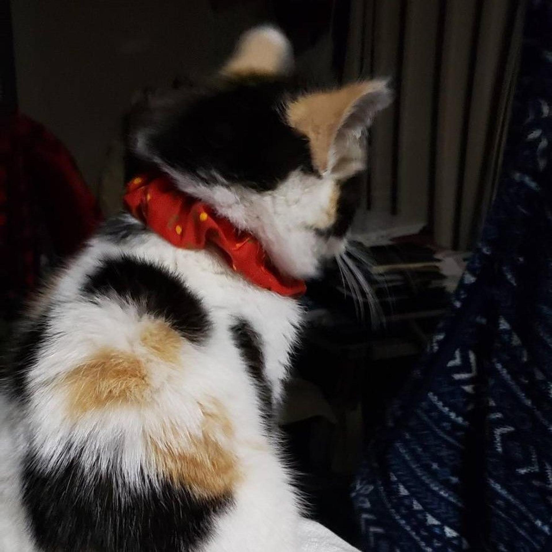 pet-image-6