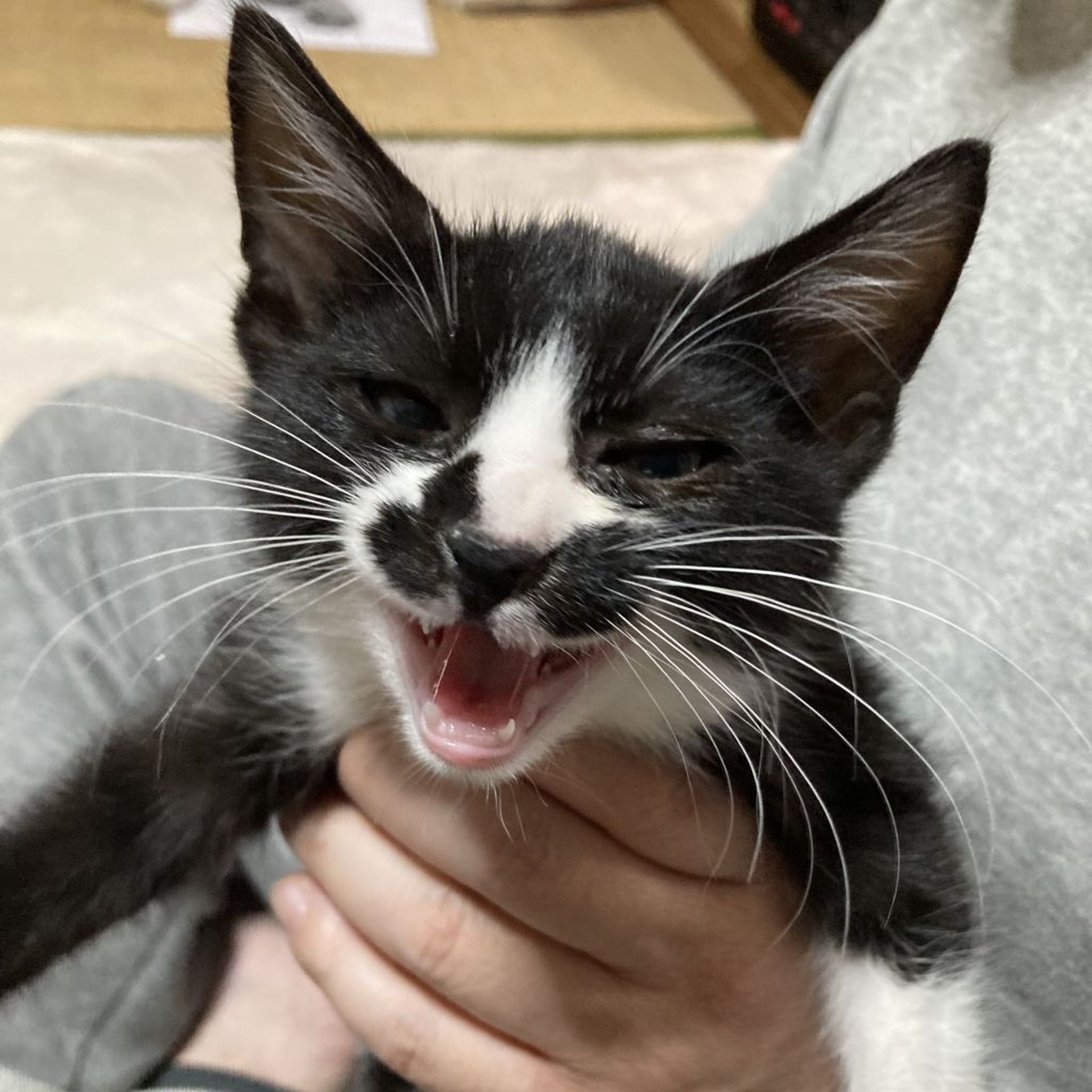 雑種（ミックス猫）・メスの里親募集の写真