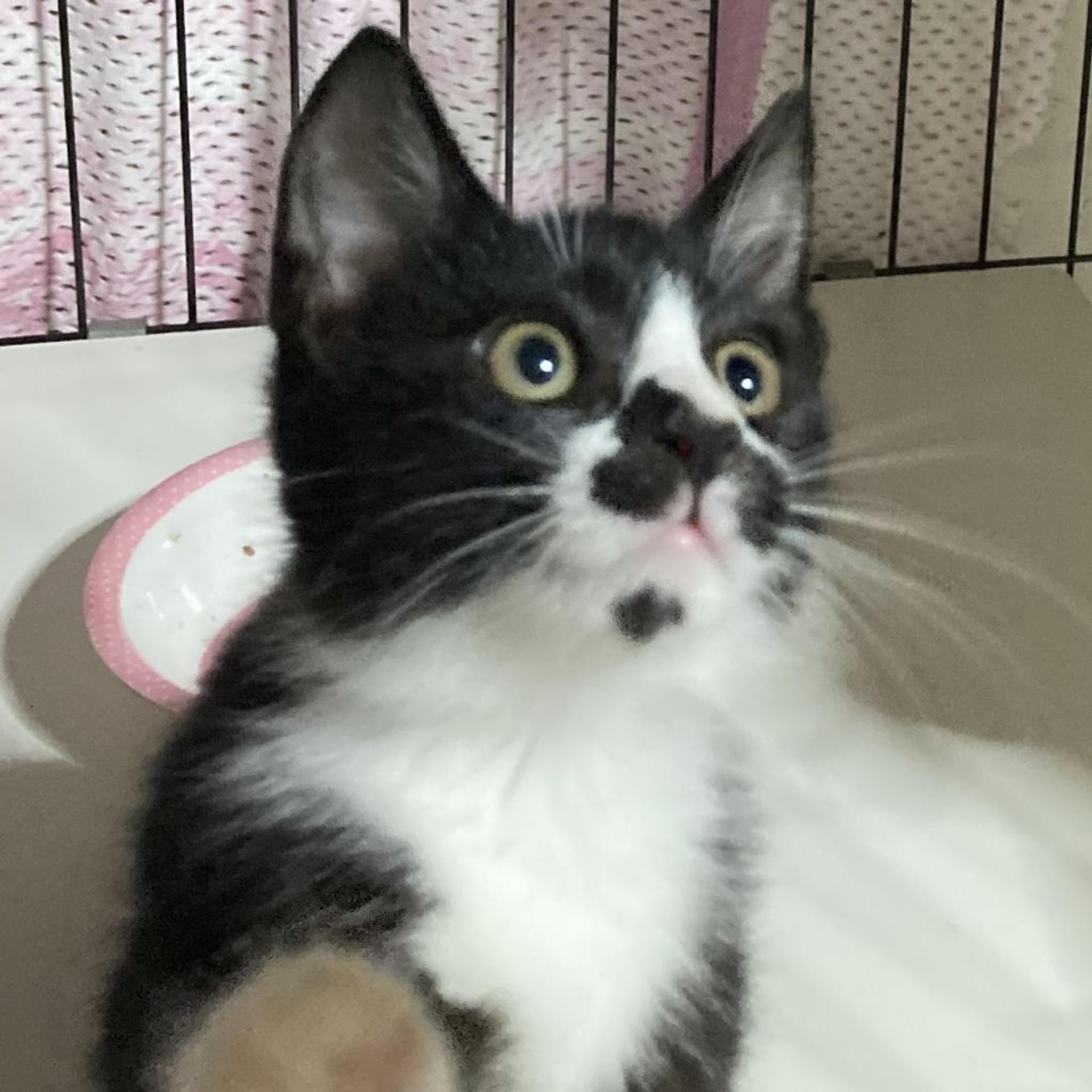 pet-image-6
