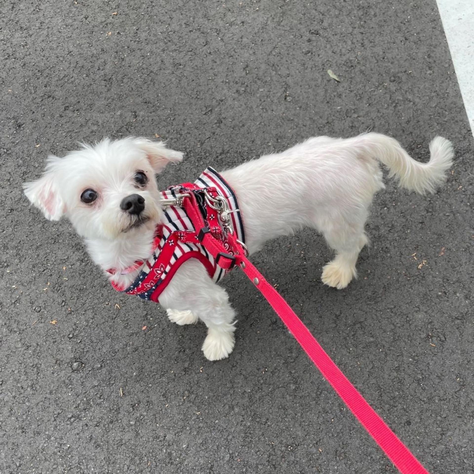 pet-image-2