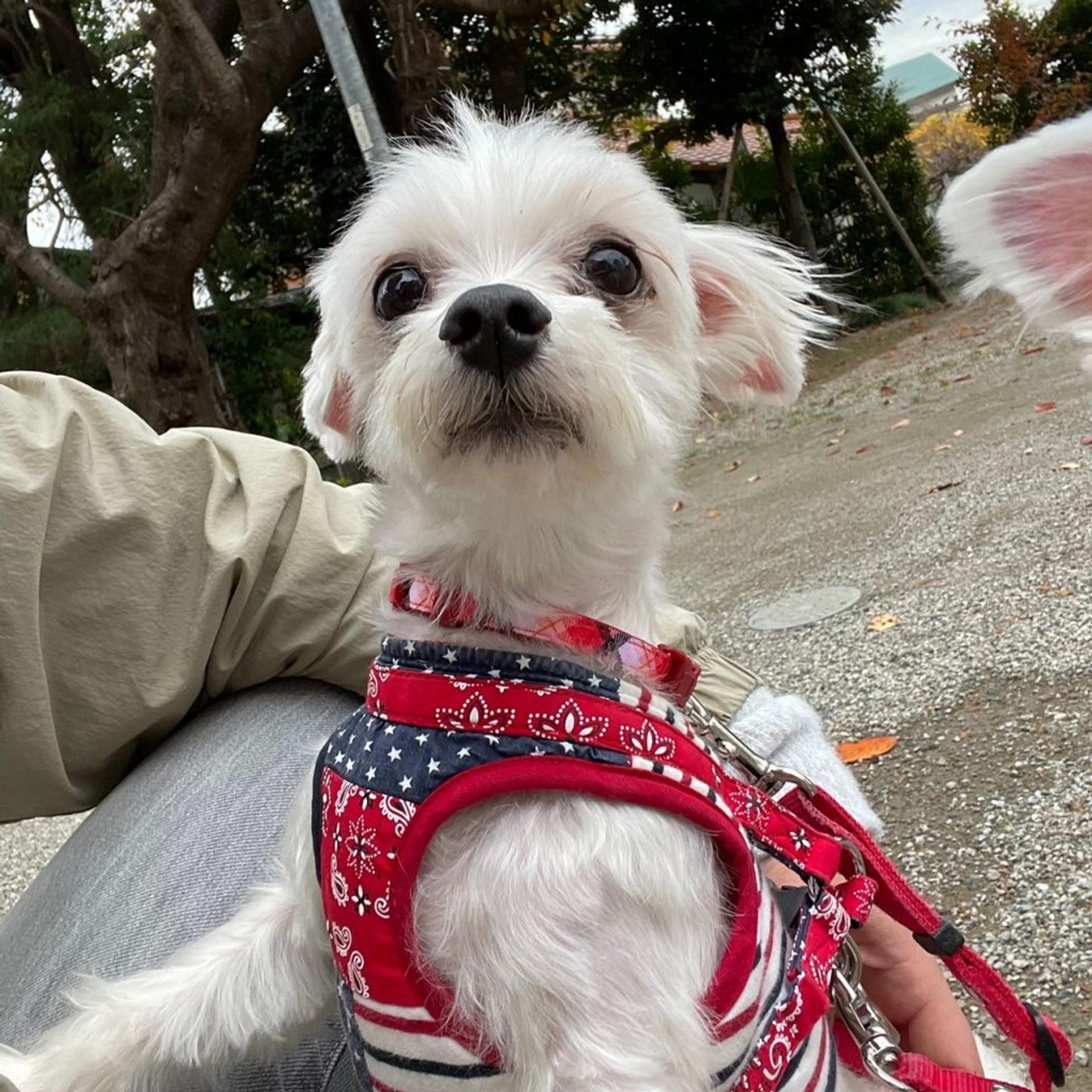 pet-image-3