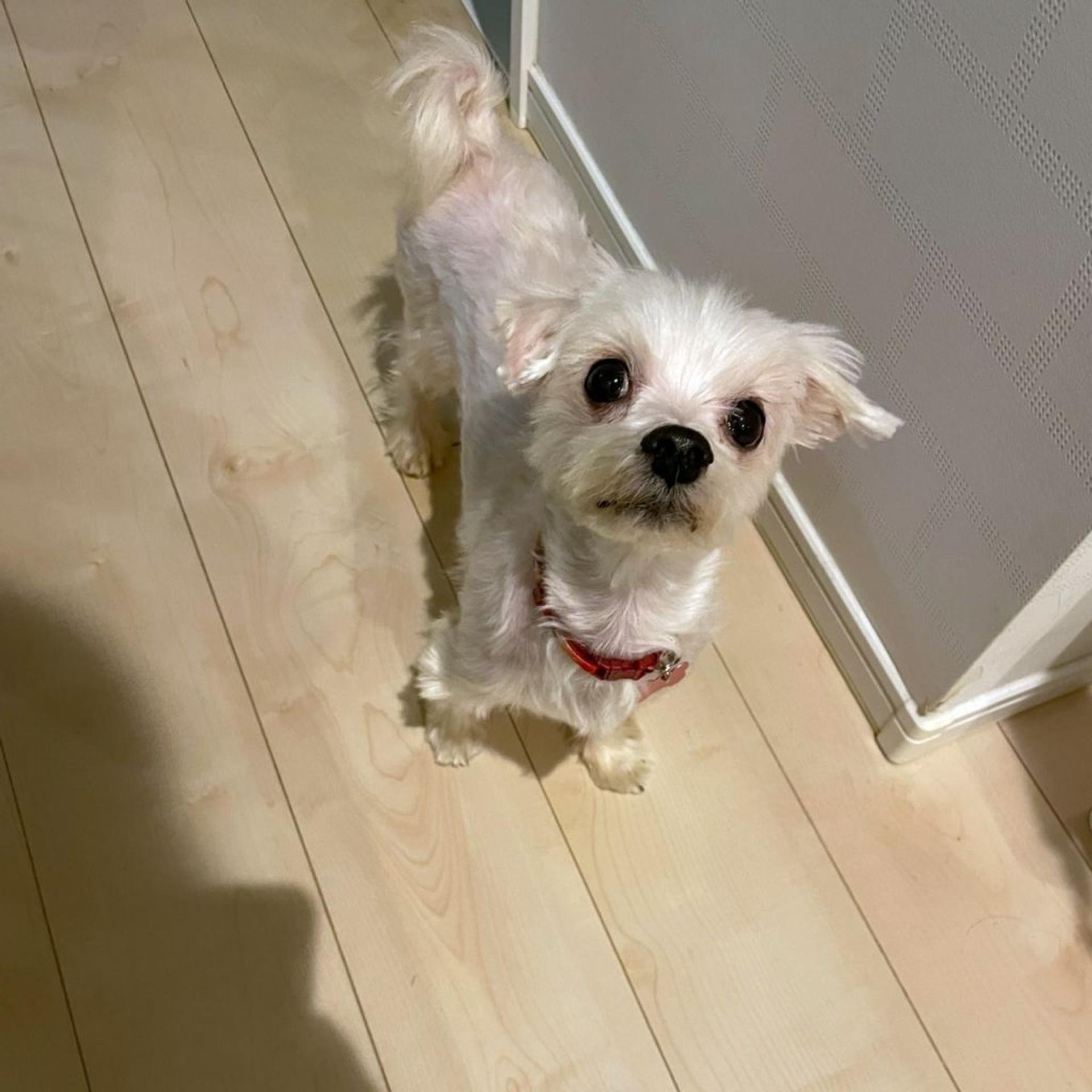 pet-image-4