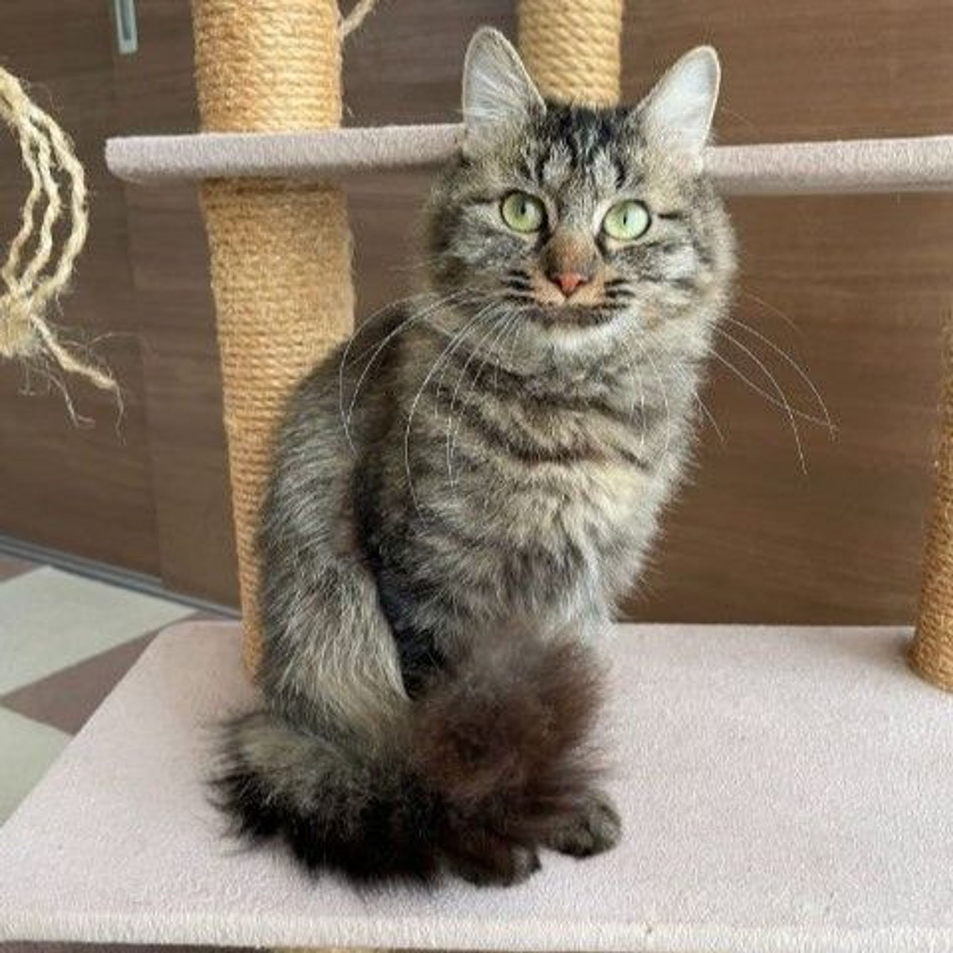 雑種（ミックス猫）・メスの里親募集の写真