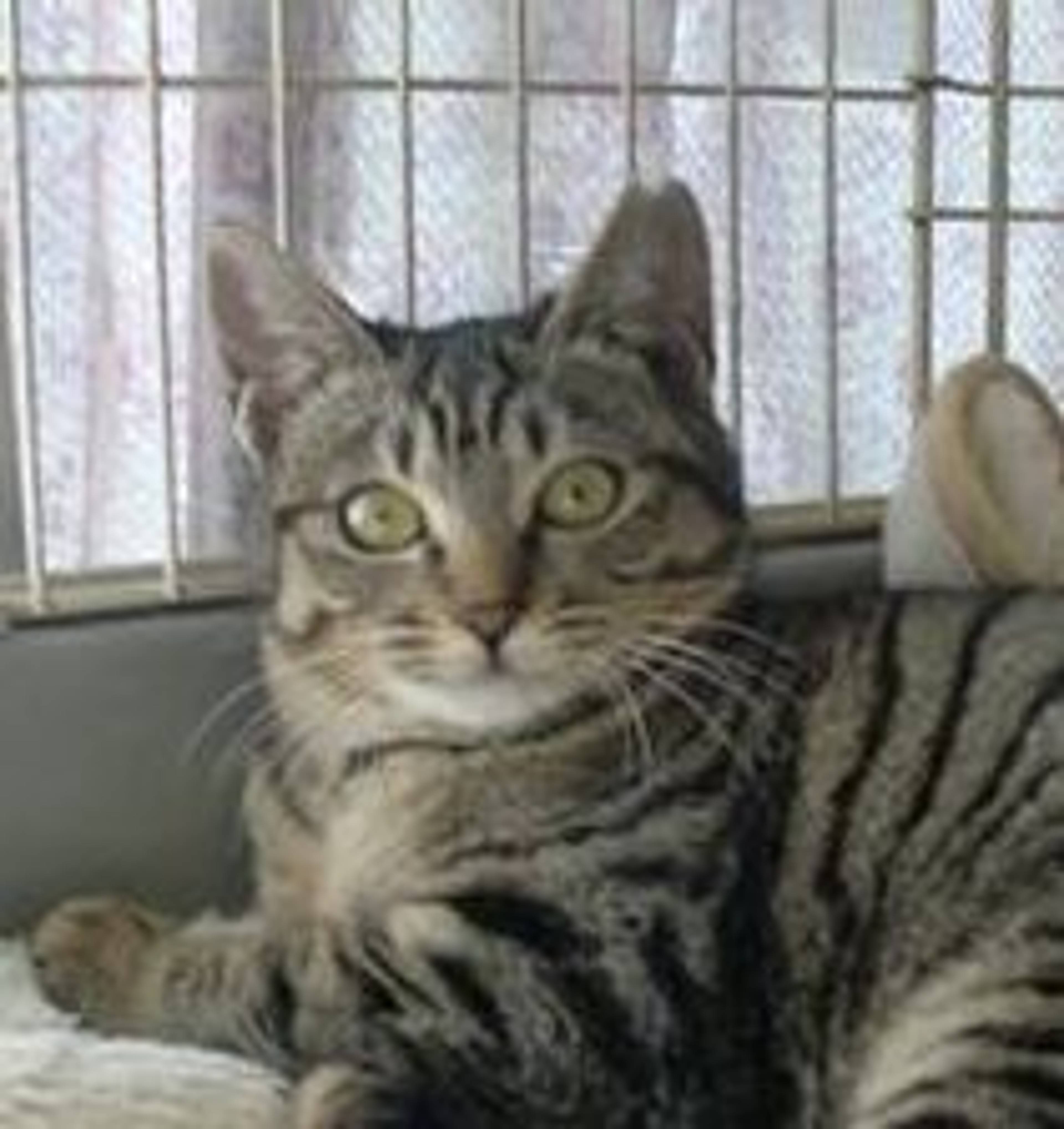 雑種（ミックス猫）・メスの里親募集の写真