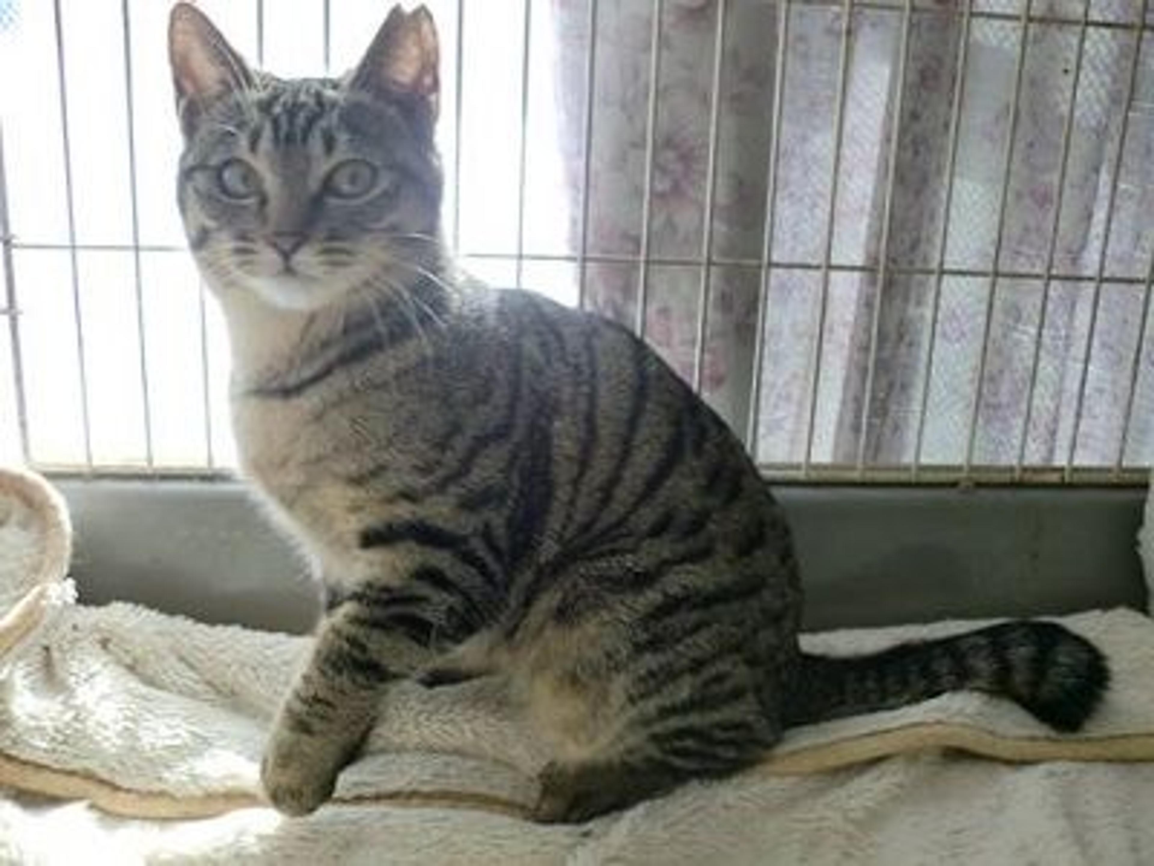 pet-image-2
