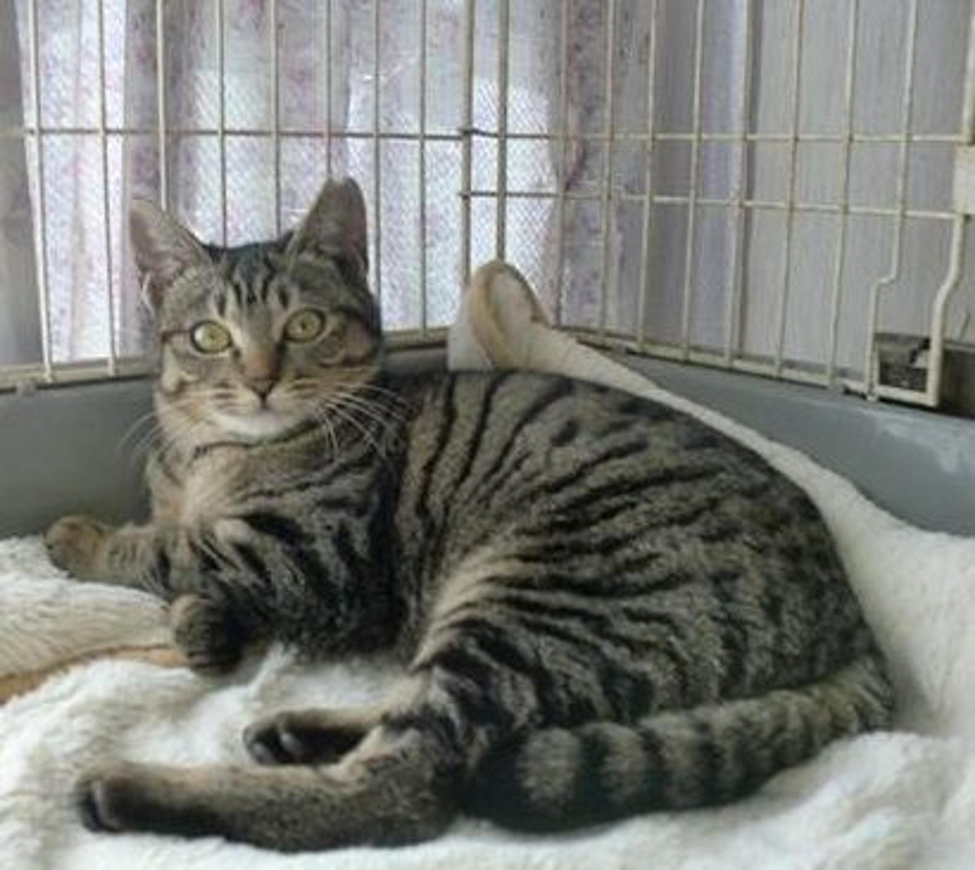 pet-image-3