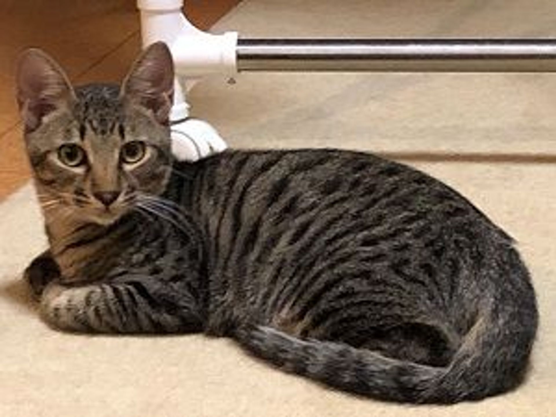 雑種（ミックス猫）・オスの里親募集の写真