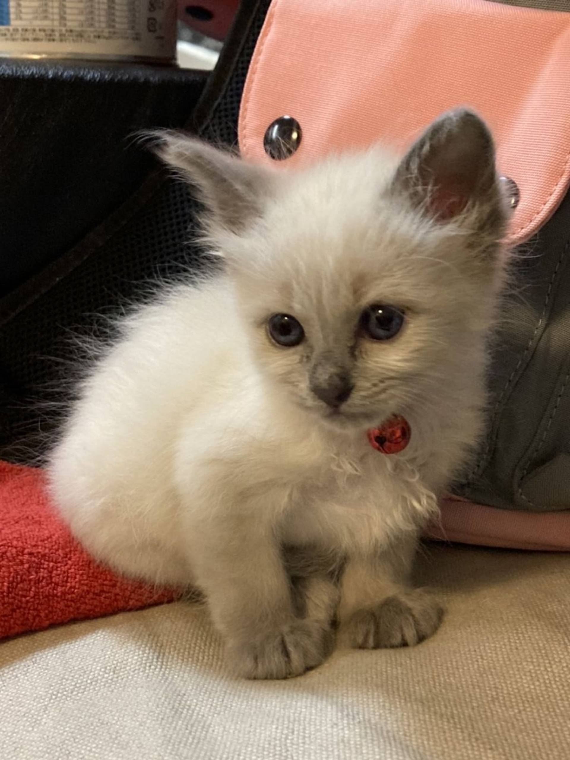 雑種（ミックス猫）・メスの里親募集の写真