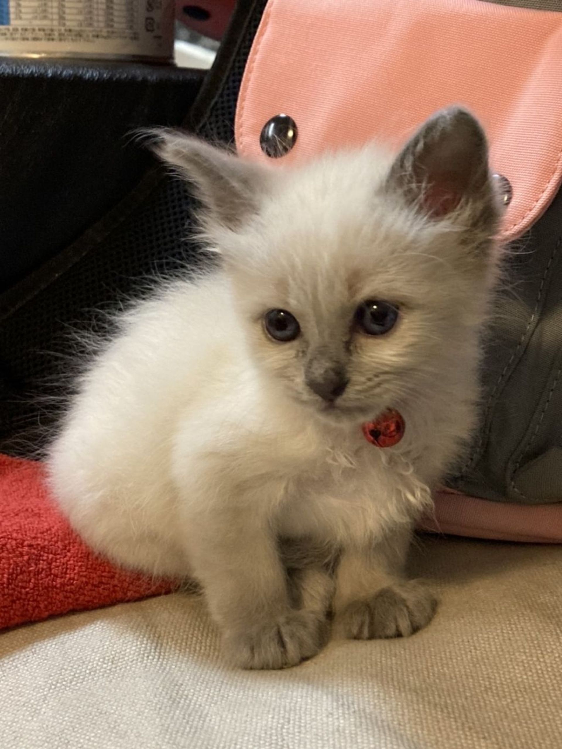 雑種（ミックス猫）・メスの里親募集の写真