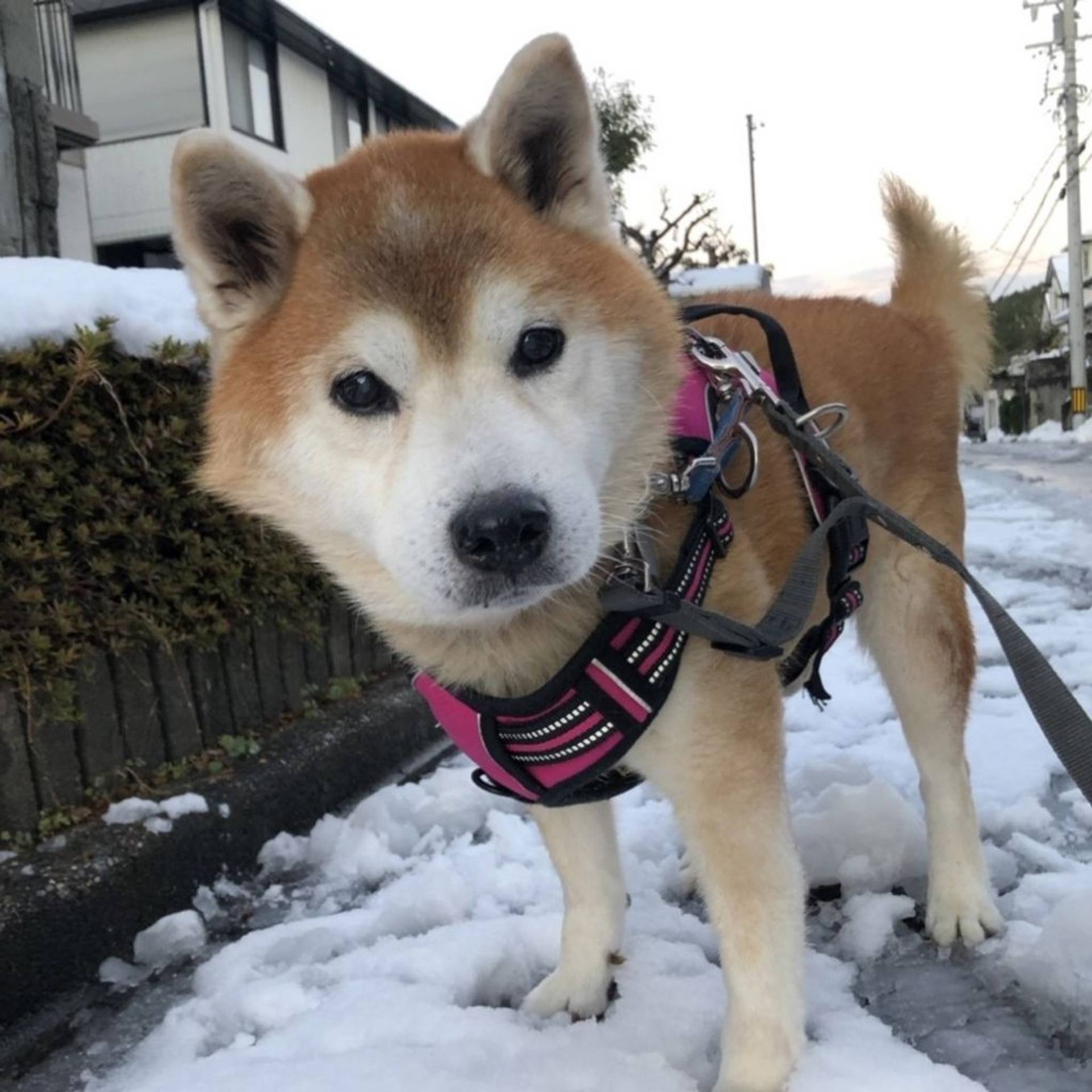 柴犬・オスの里親募集の写真