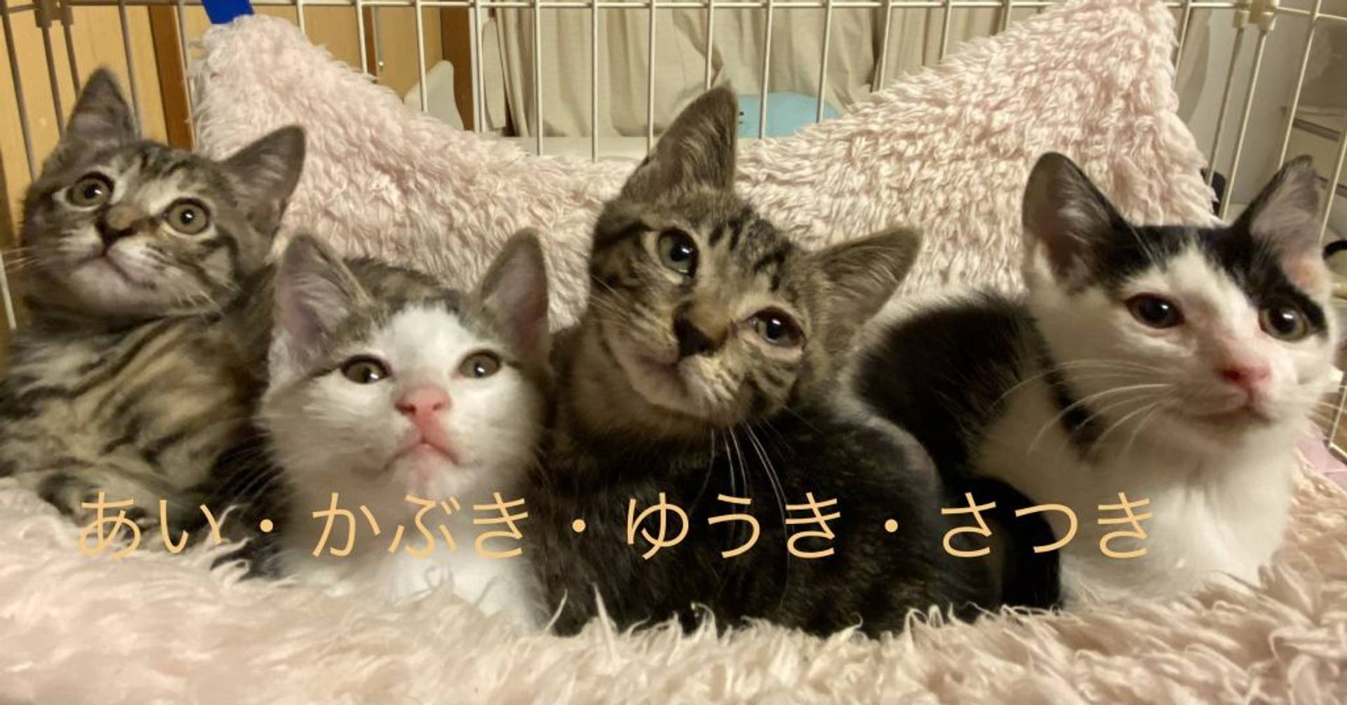 雑種（ミックス猫）・オスの里親募集の写真