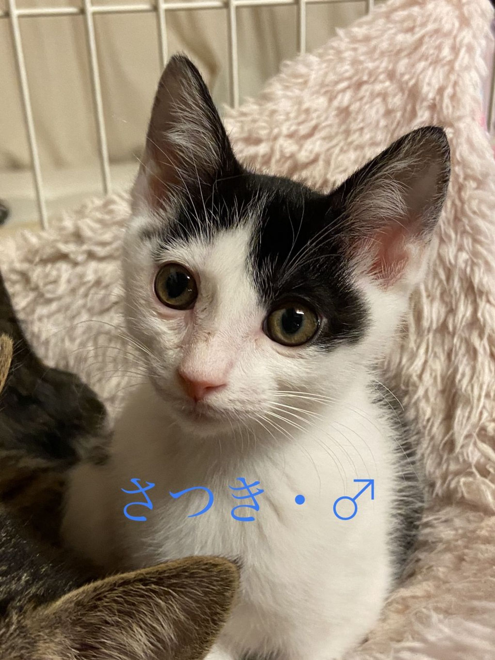 雑種（ミックス猫）・オスの里親募集の写真