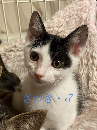 さつき