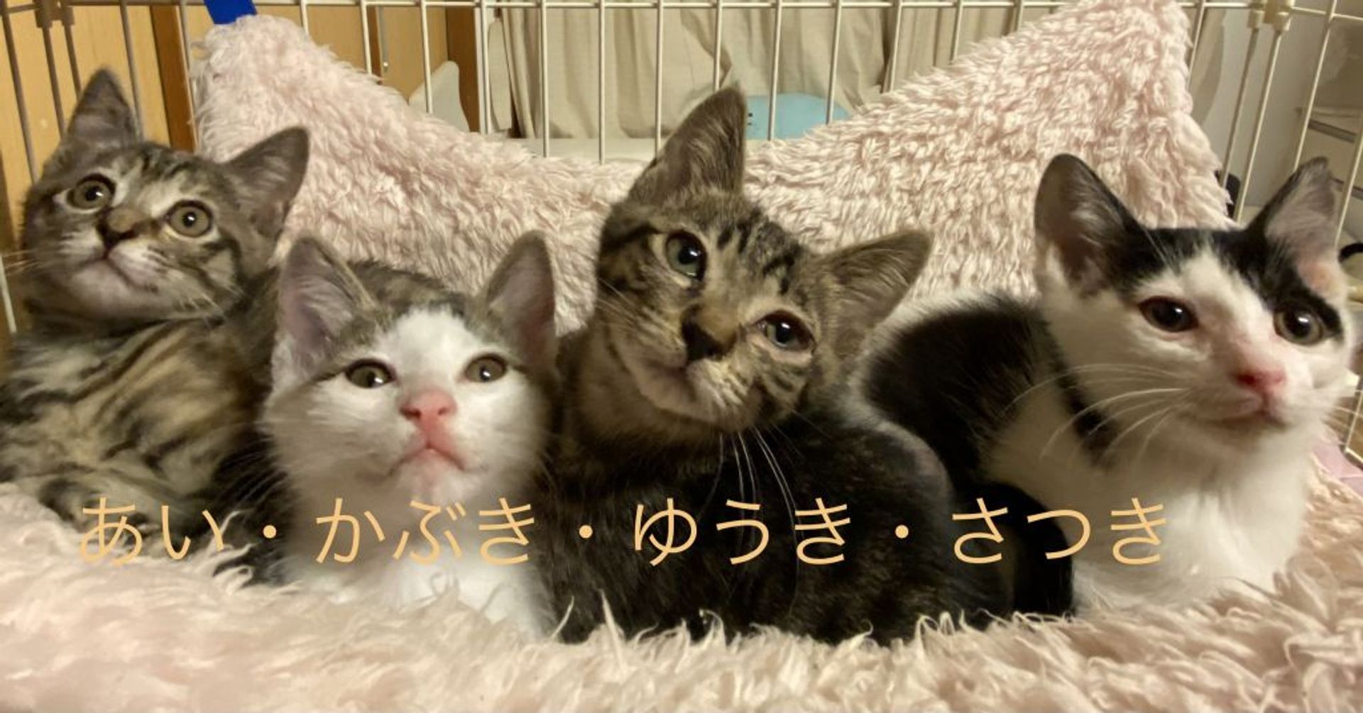 雑種（ミックス猫）・オスの里親募集の写真
