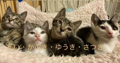 かぶき