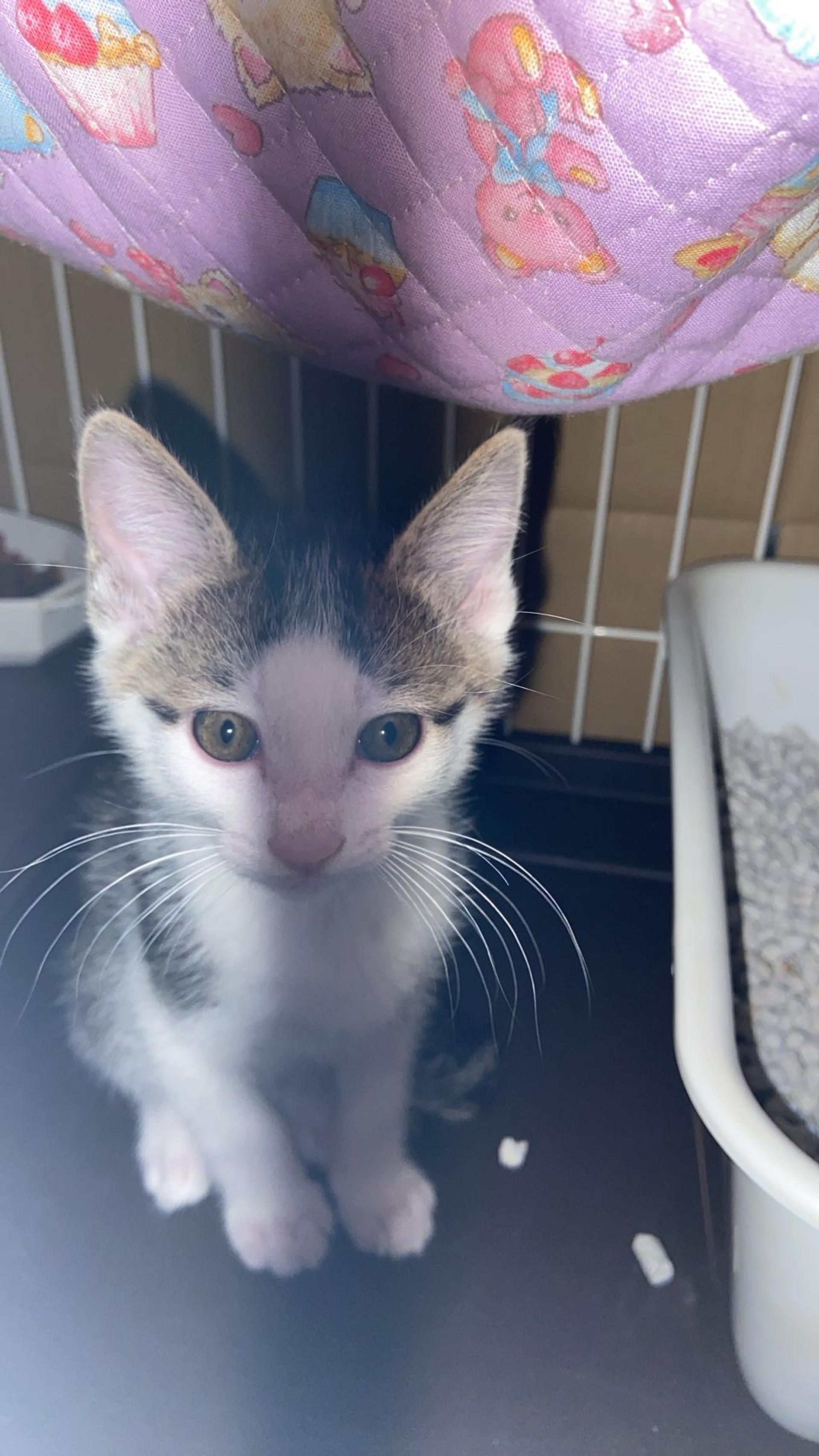 pet-image-3