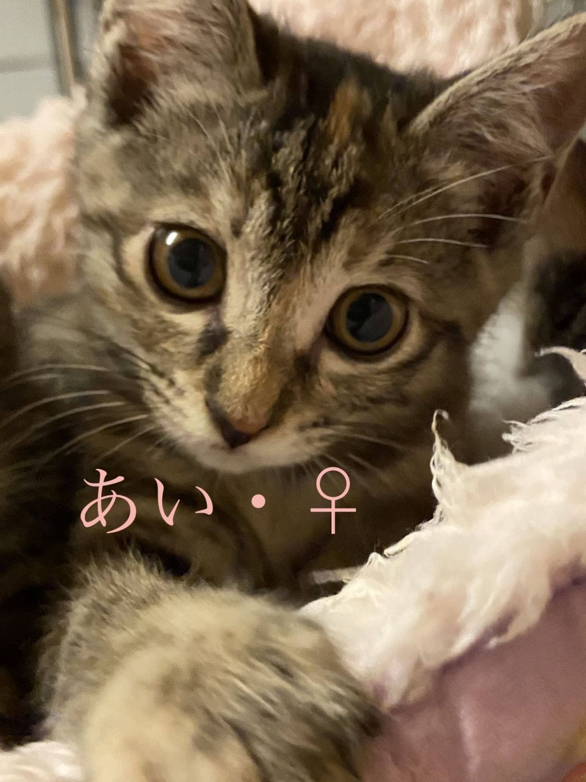 雑種（ミックス猫）・メスの里親募集の写真
