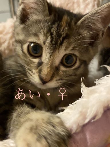あい
