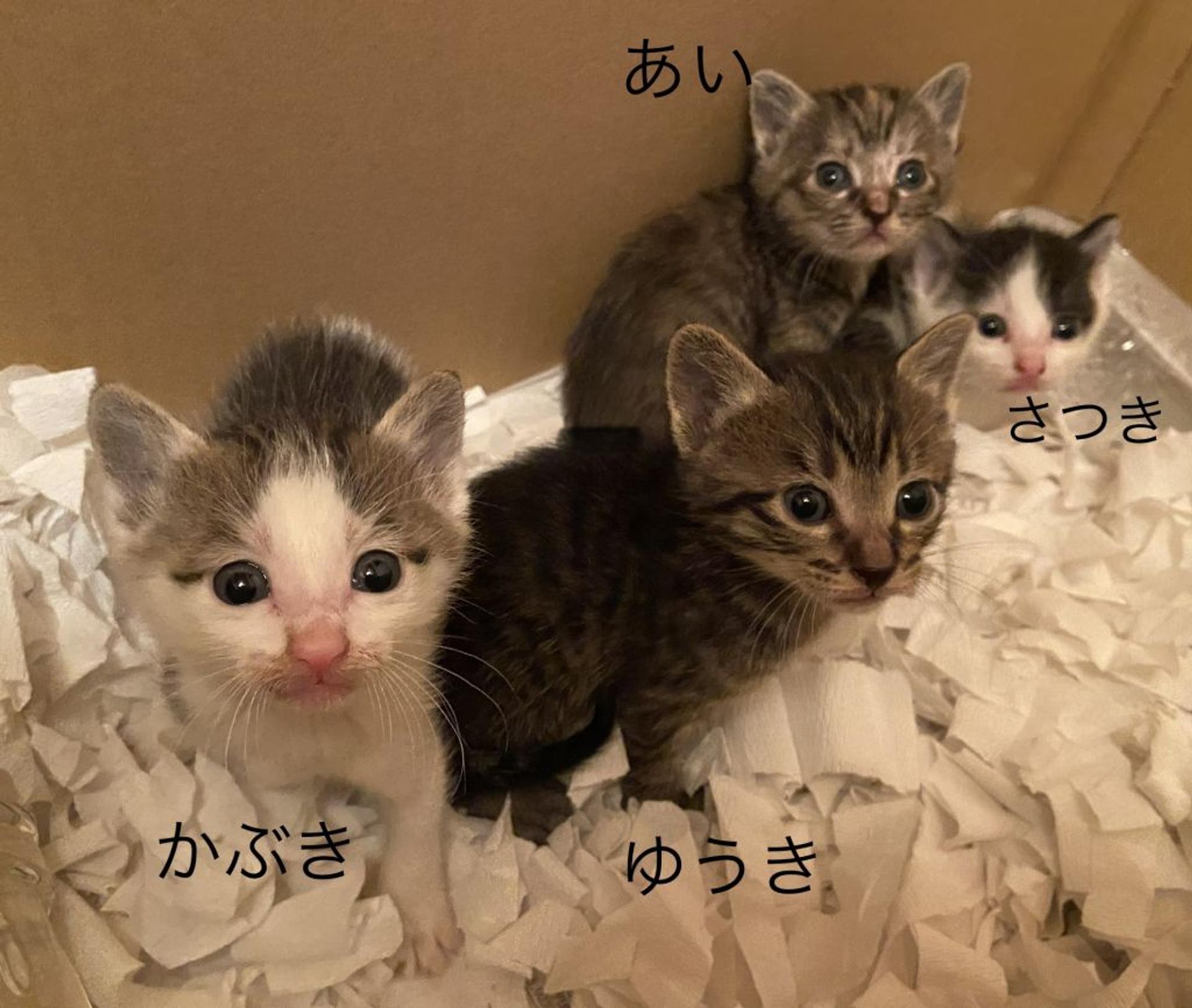 pet-image-3