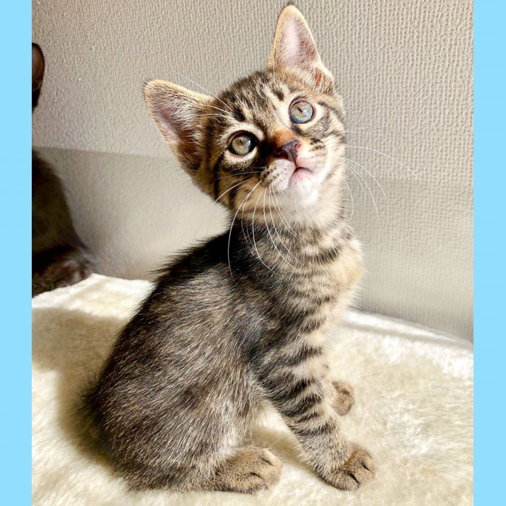 雑種（ミックス猫）・メスの里親募集の写真