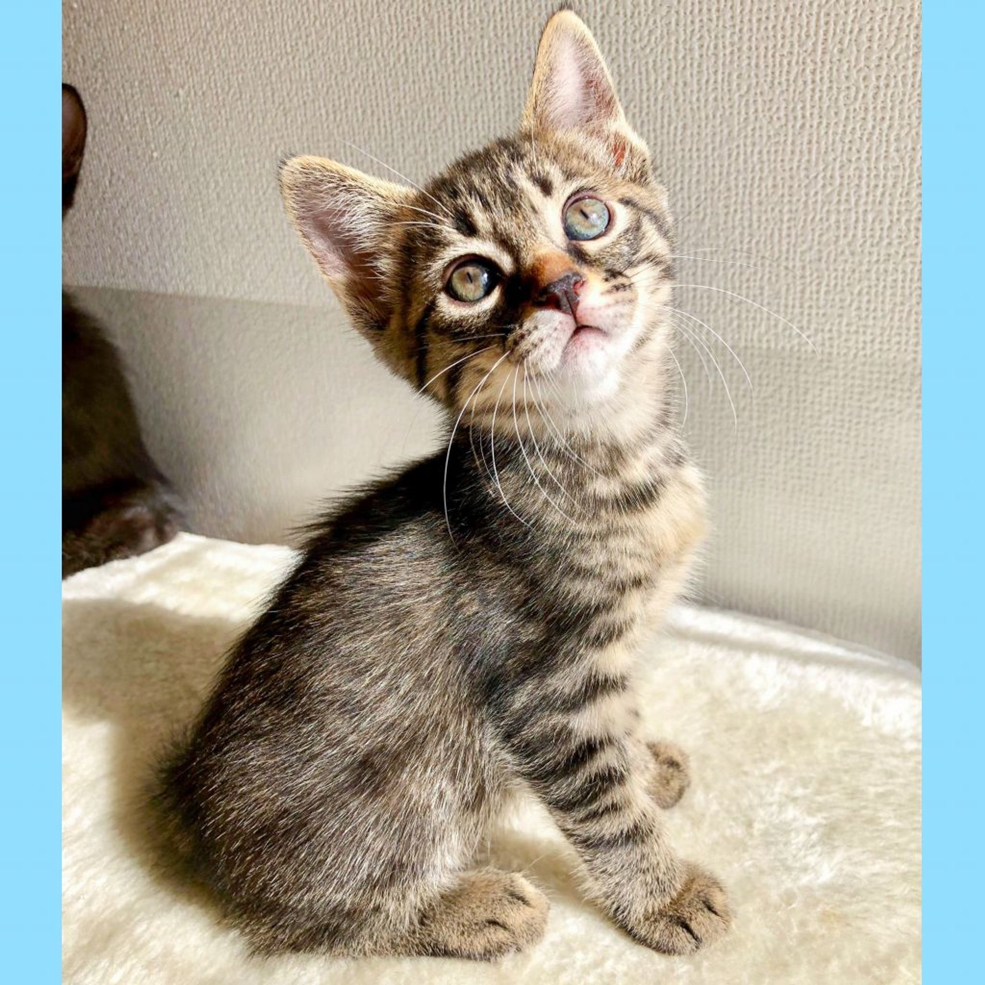雑種（ミックス猫）・メスの里親募集の写真
