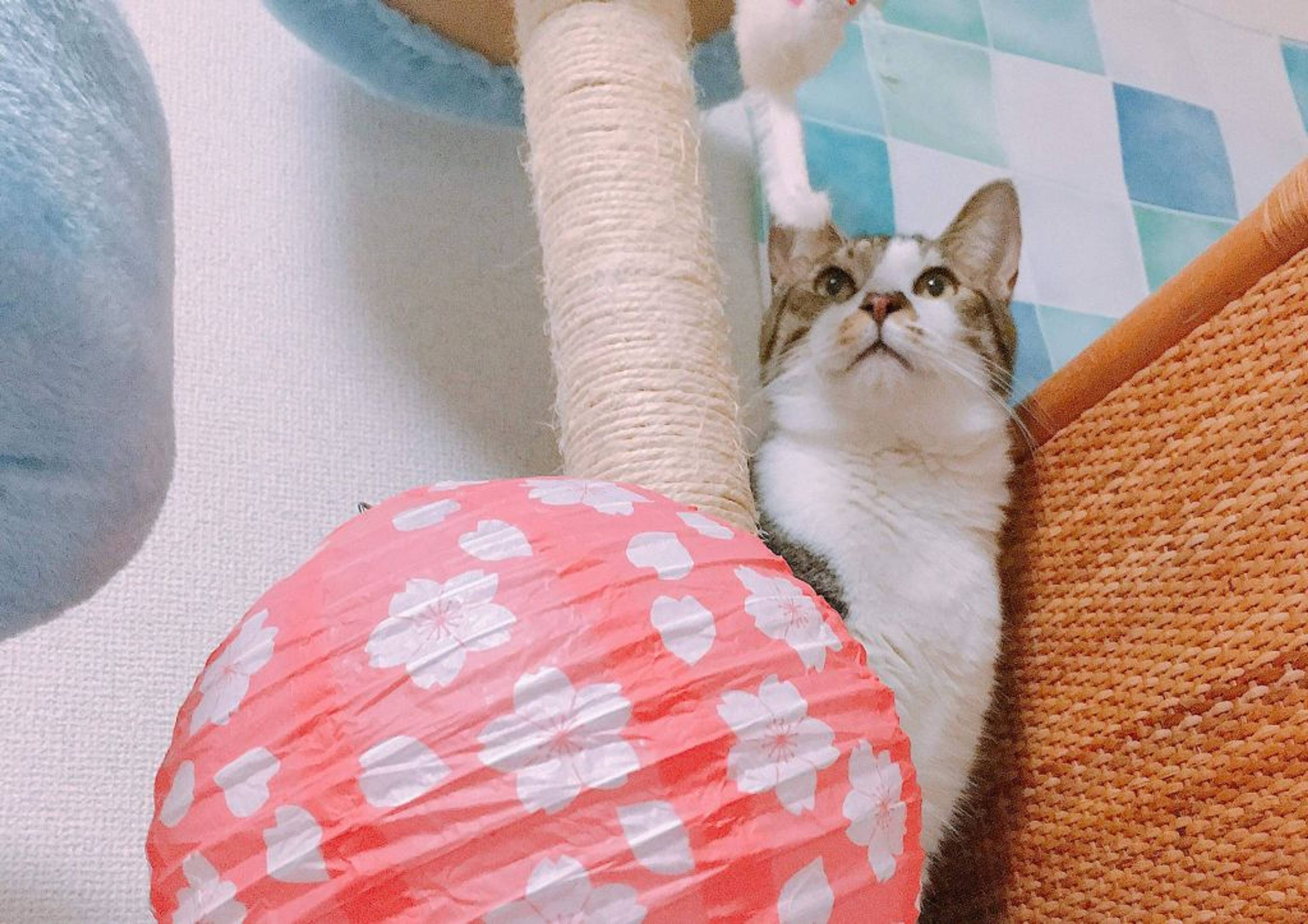 雑種（ミックス猫）・オスの里親募集の写真