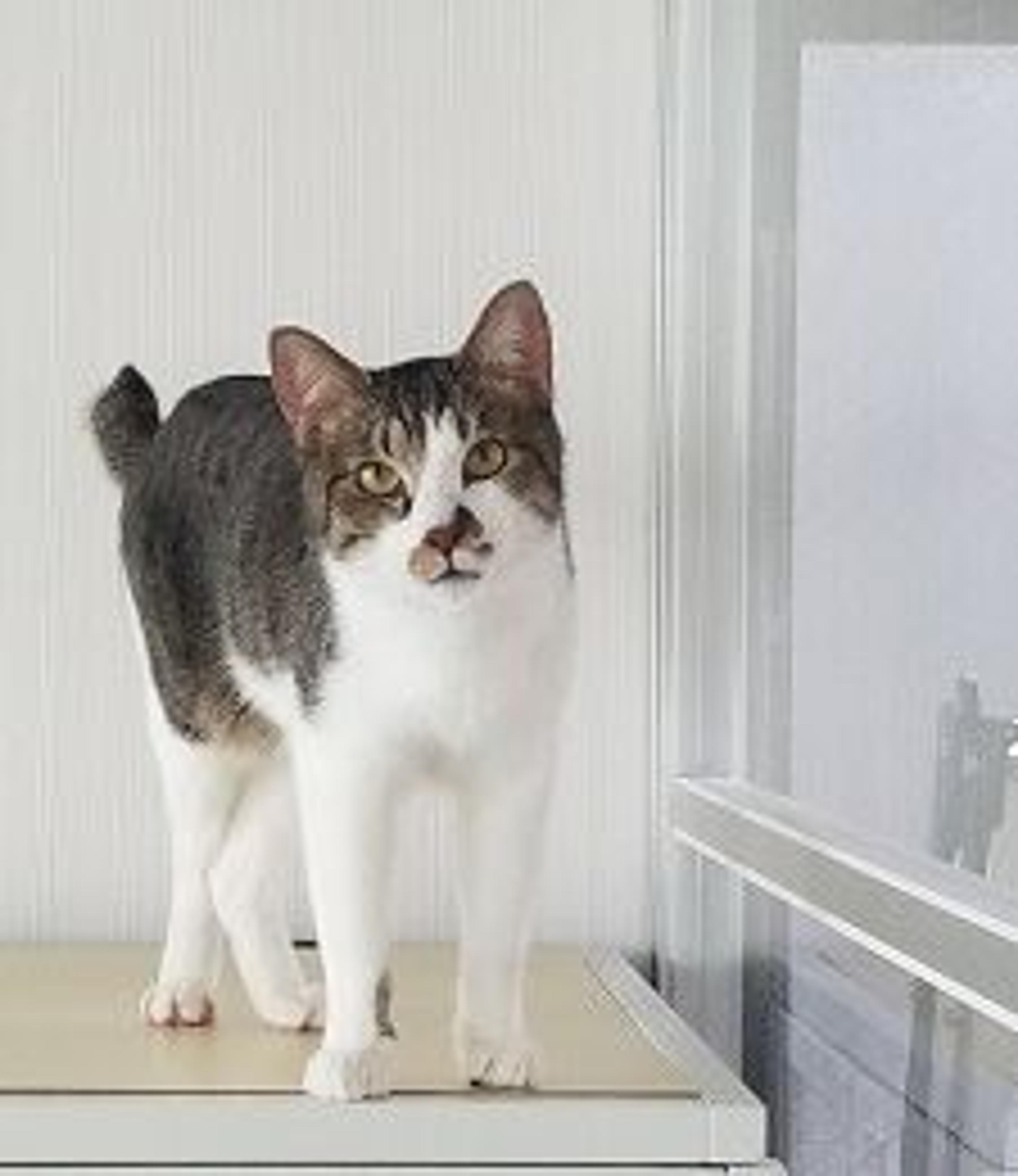 pet-image-3