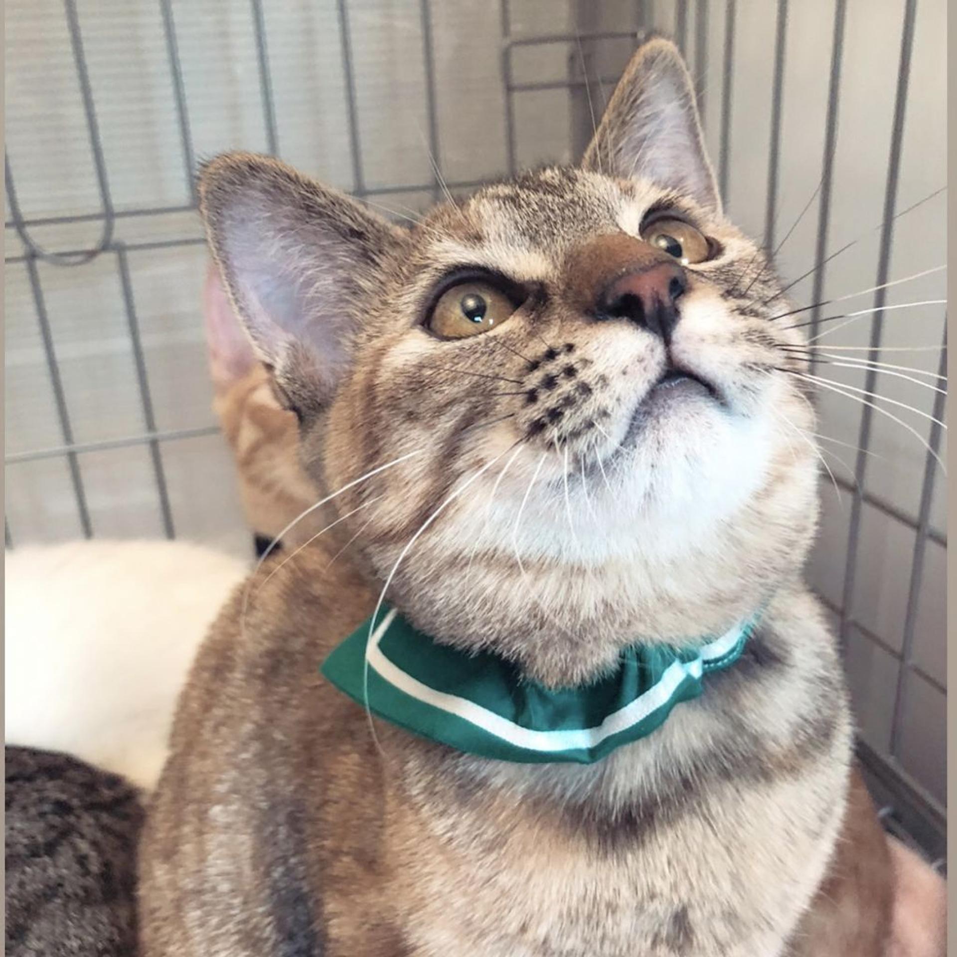 pet-image-2