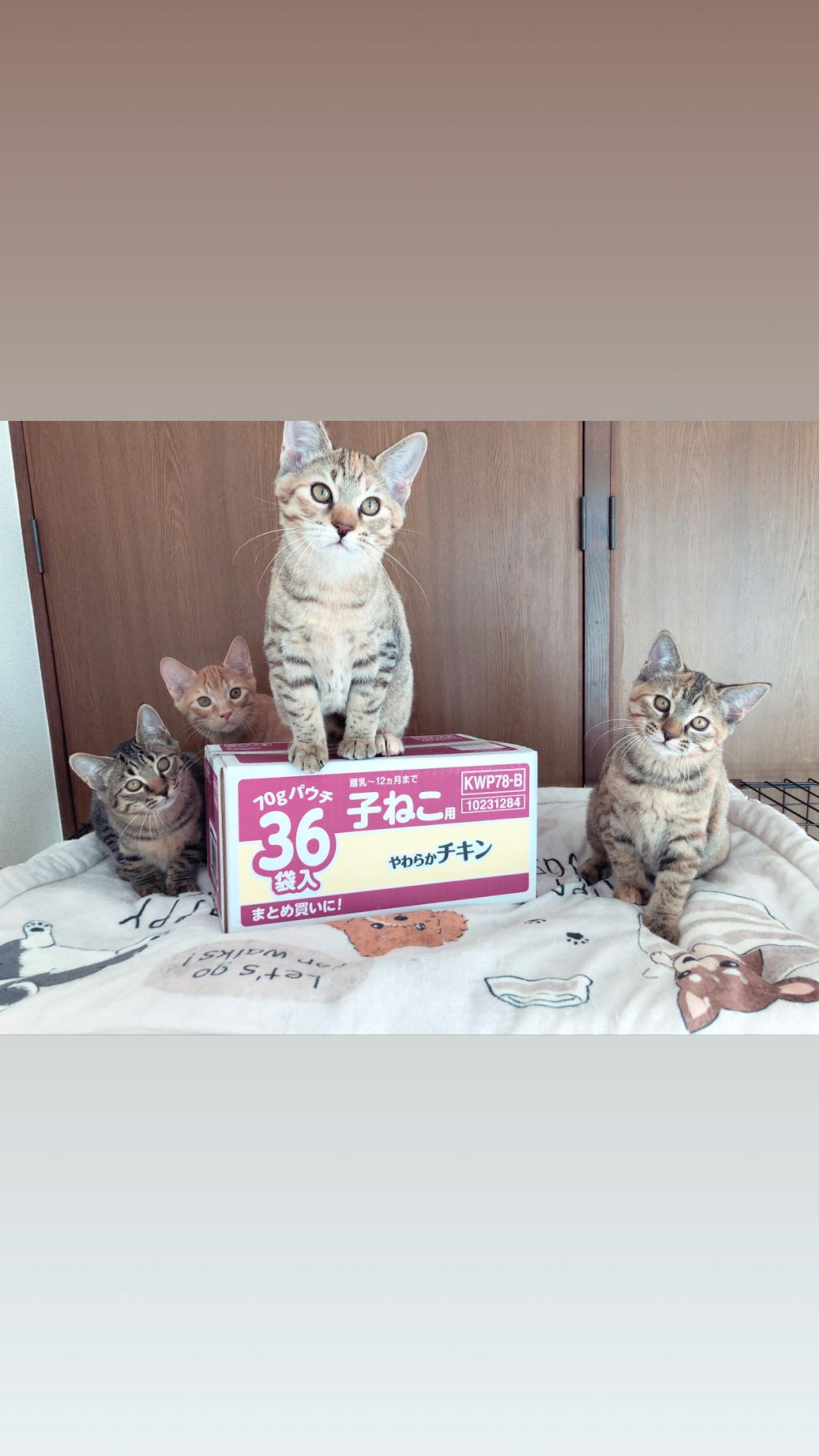 pet-image-4