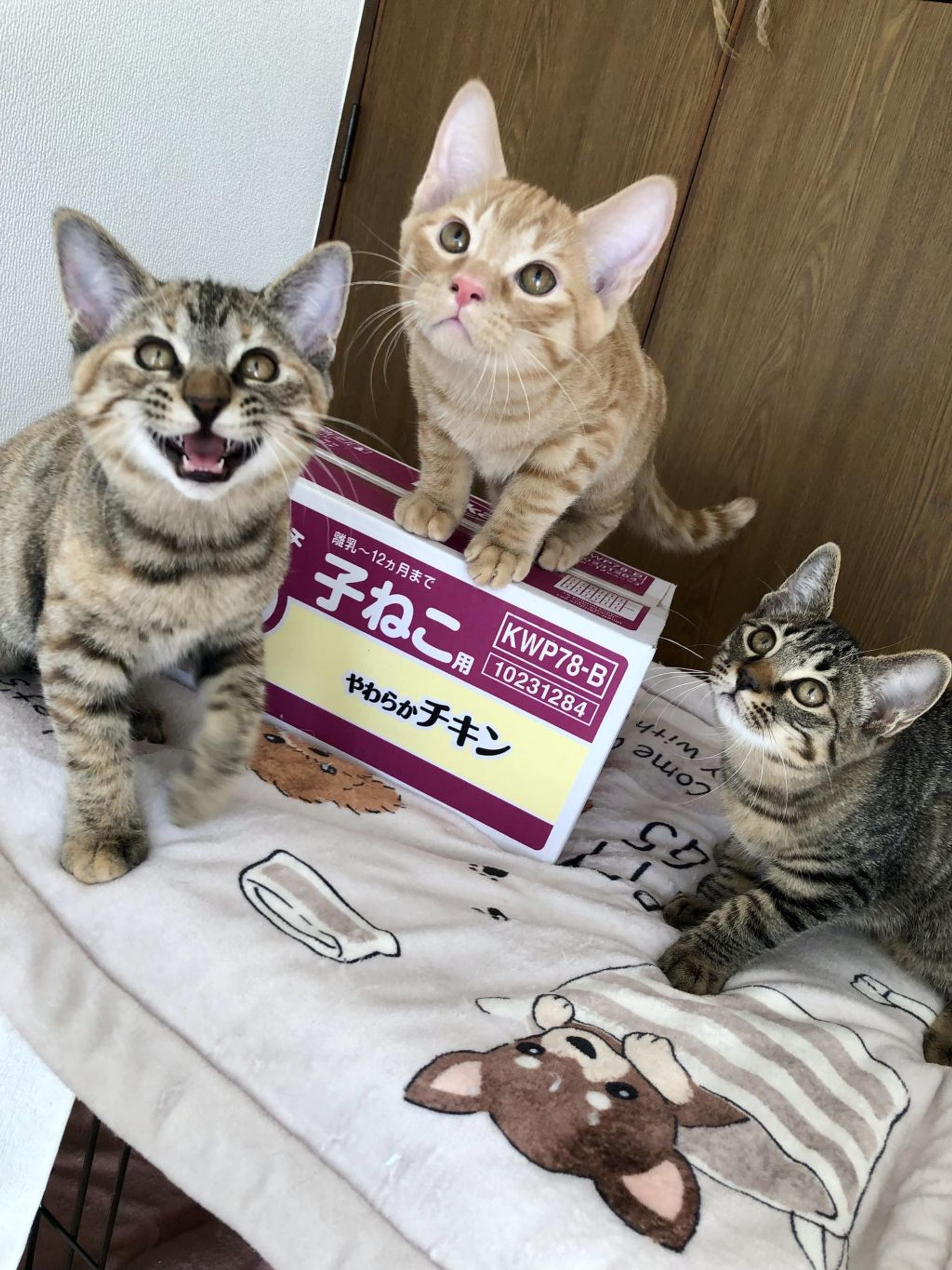 pet-image-7