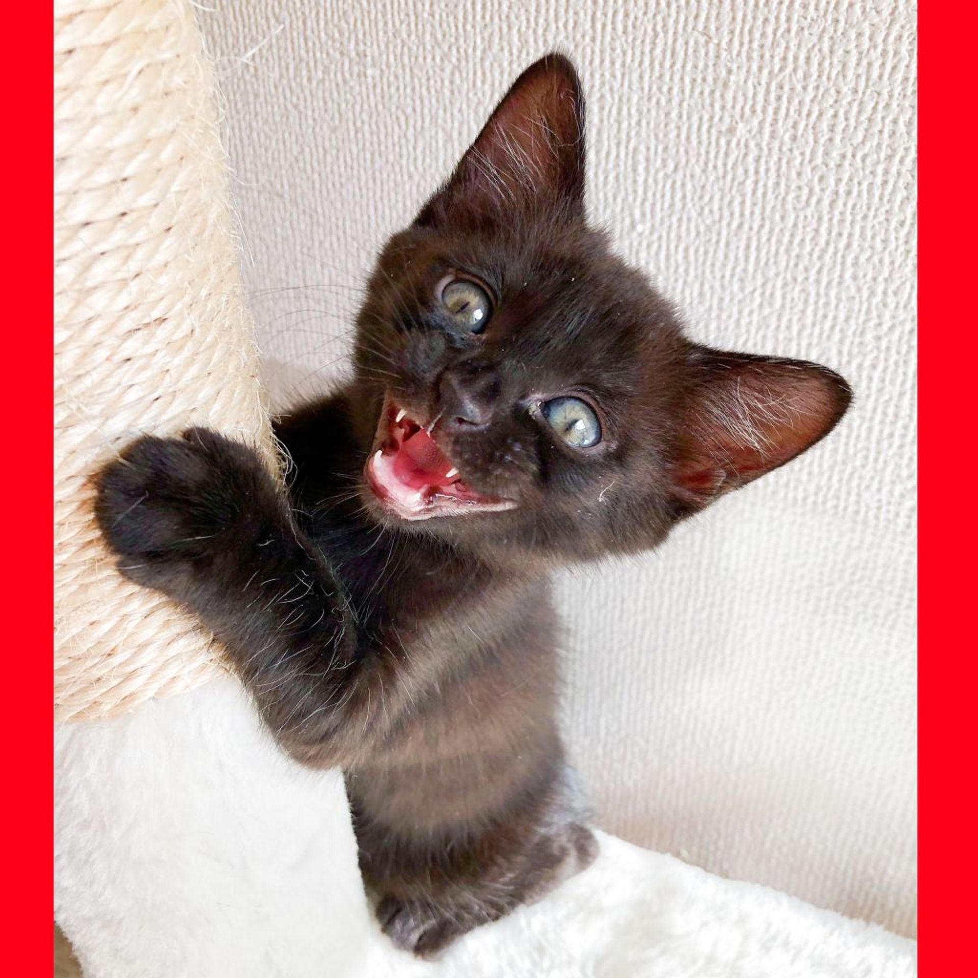 雑種（ミックス猫）・メスの里親募集の写真