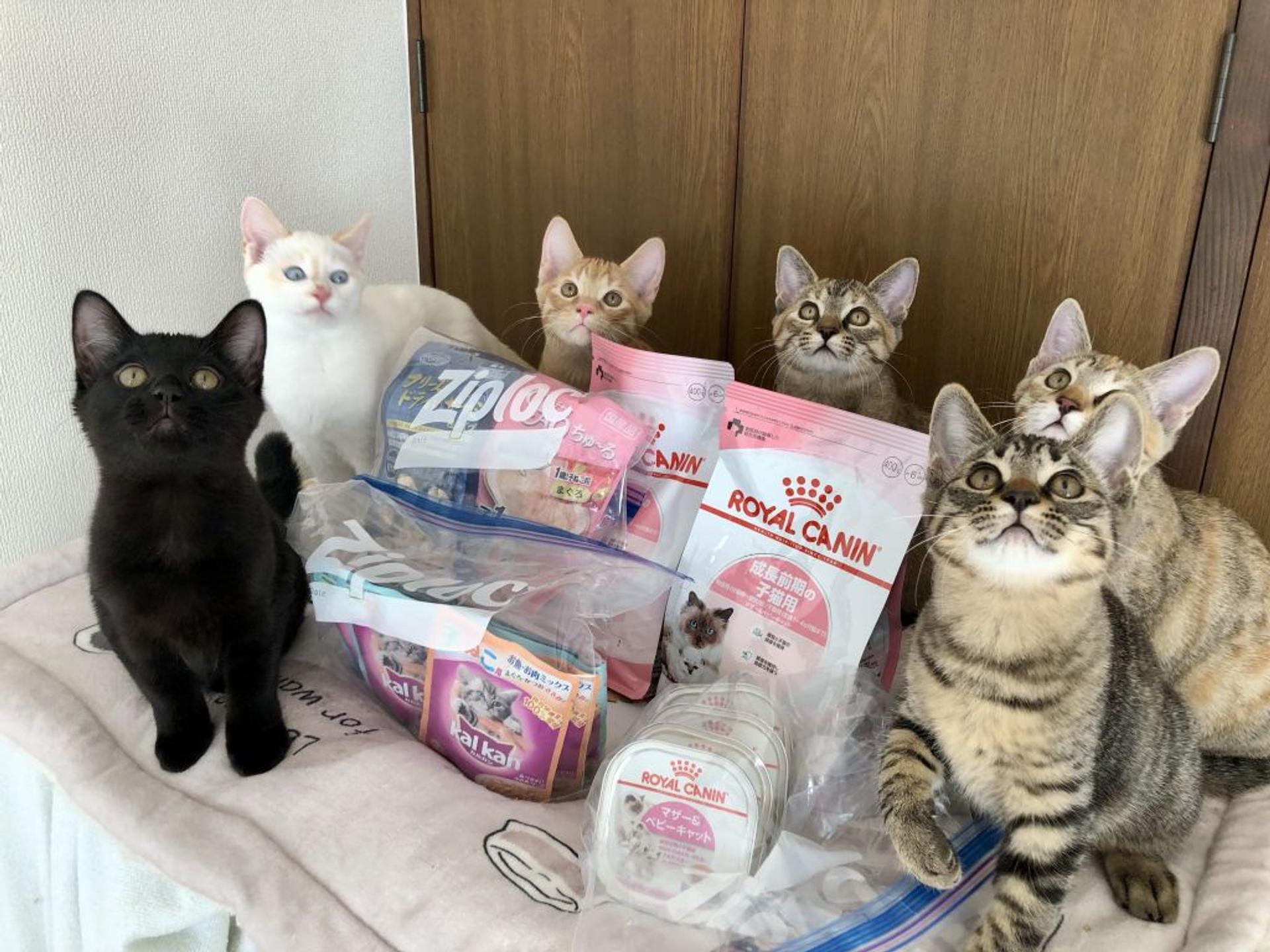 pet-image-6