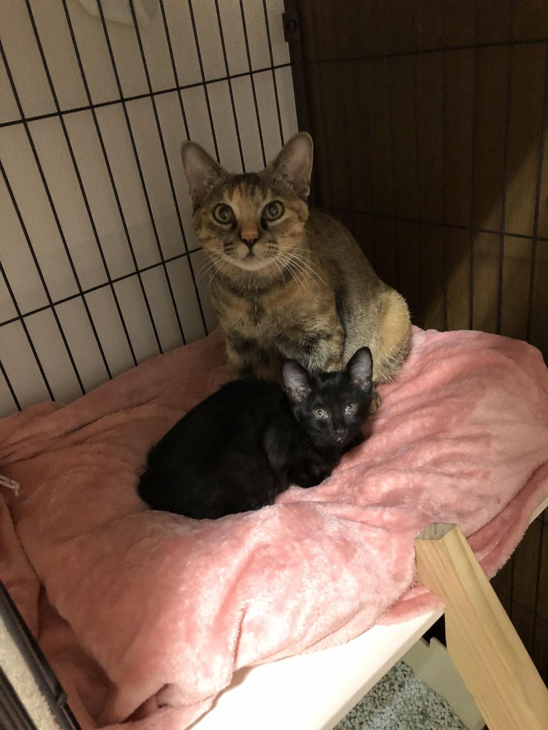 pet-image-4