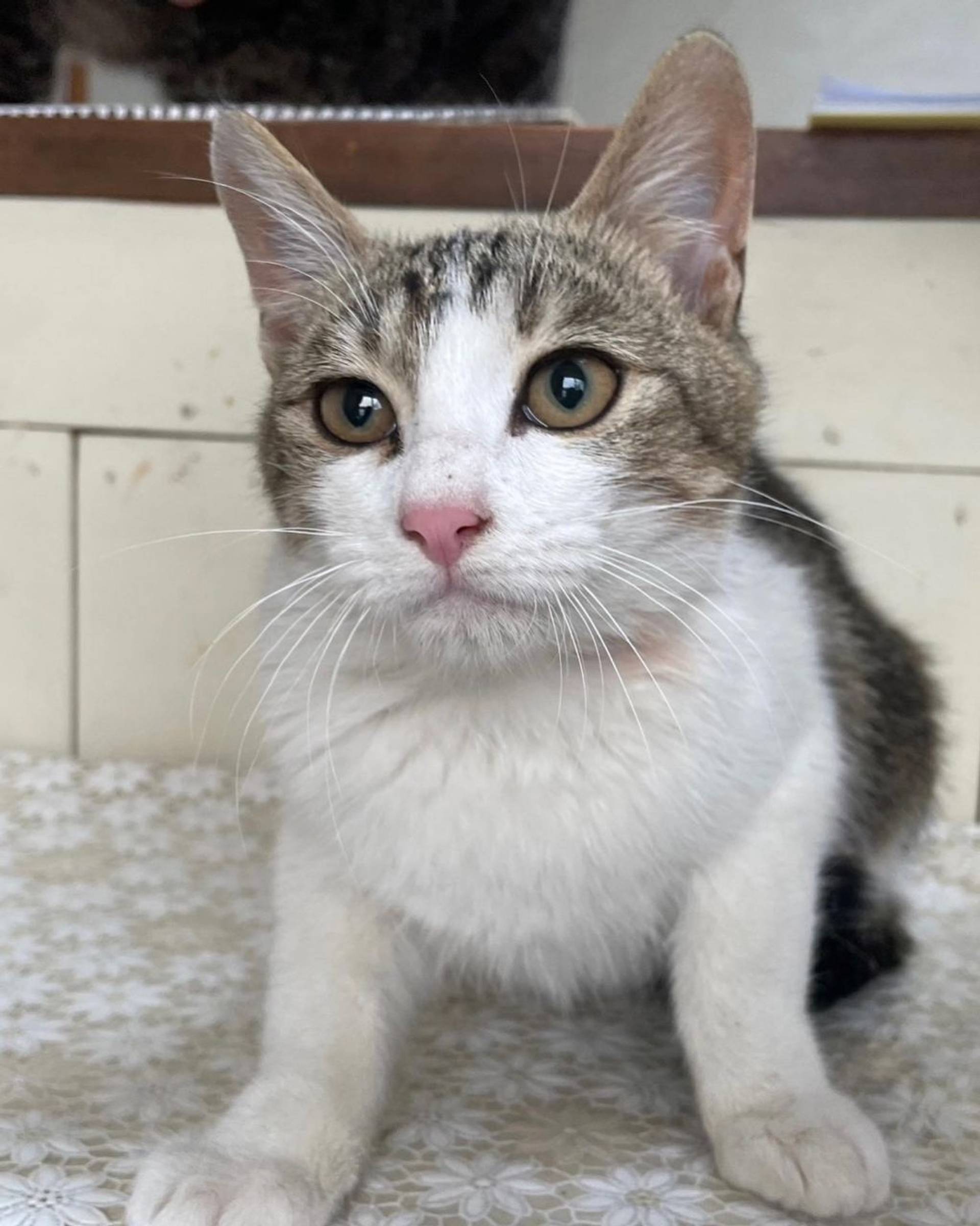 雑種（ミックス猫）・メスの里親募集の写真