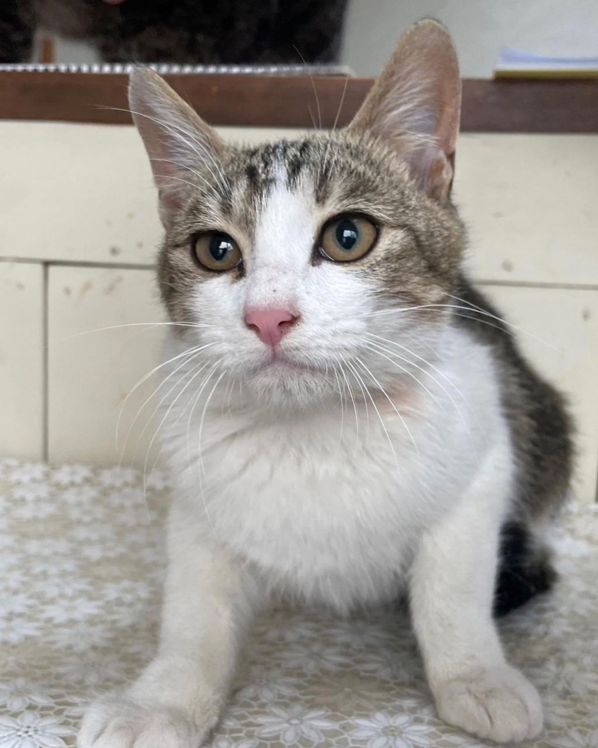 雑種（ミックス猫）・メスの里親募集の写真