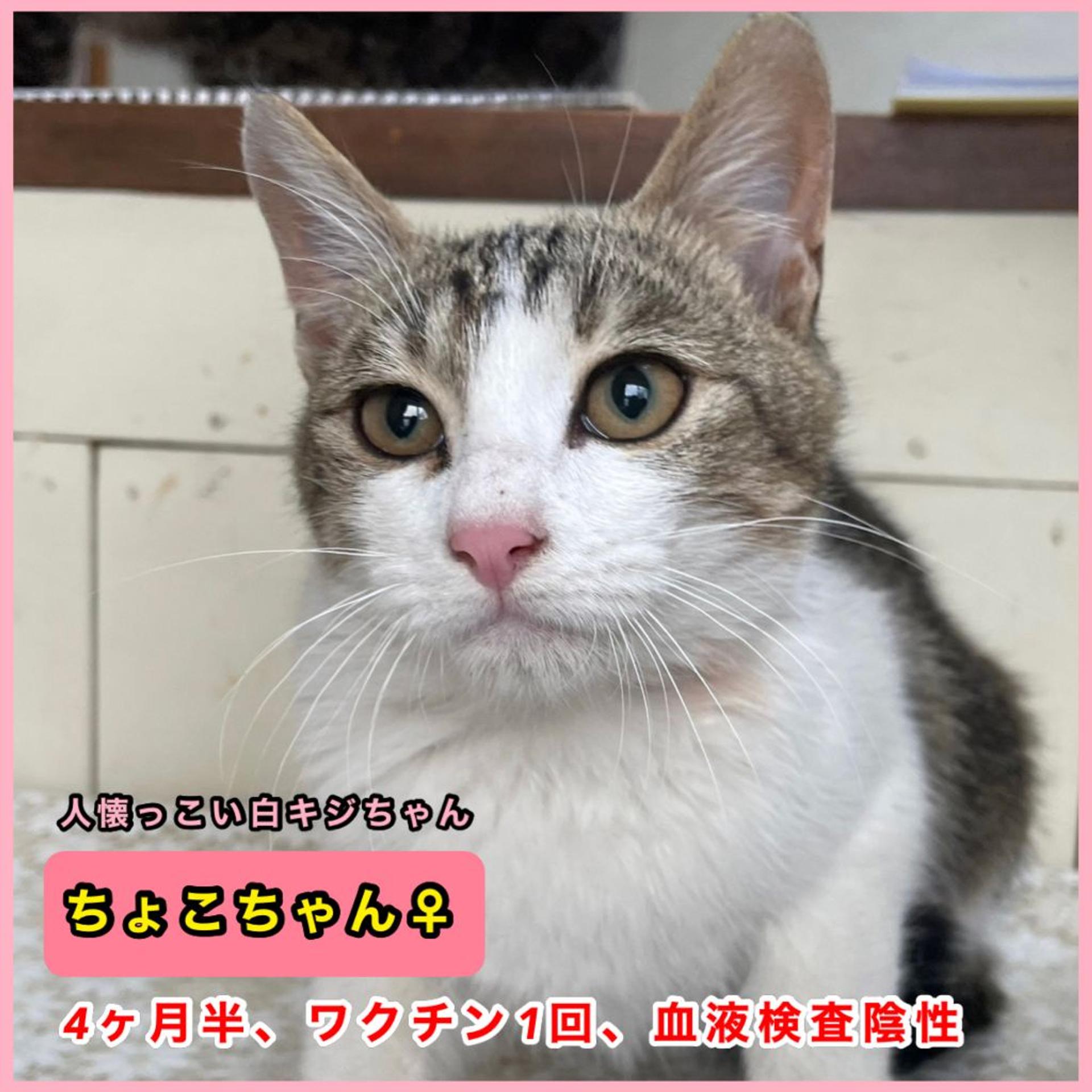 pet-image-5