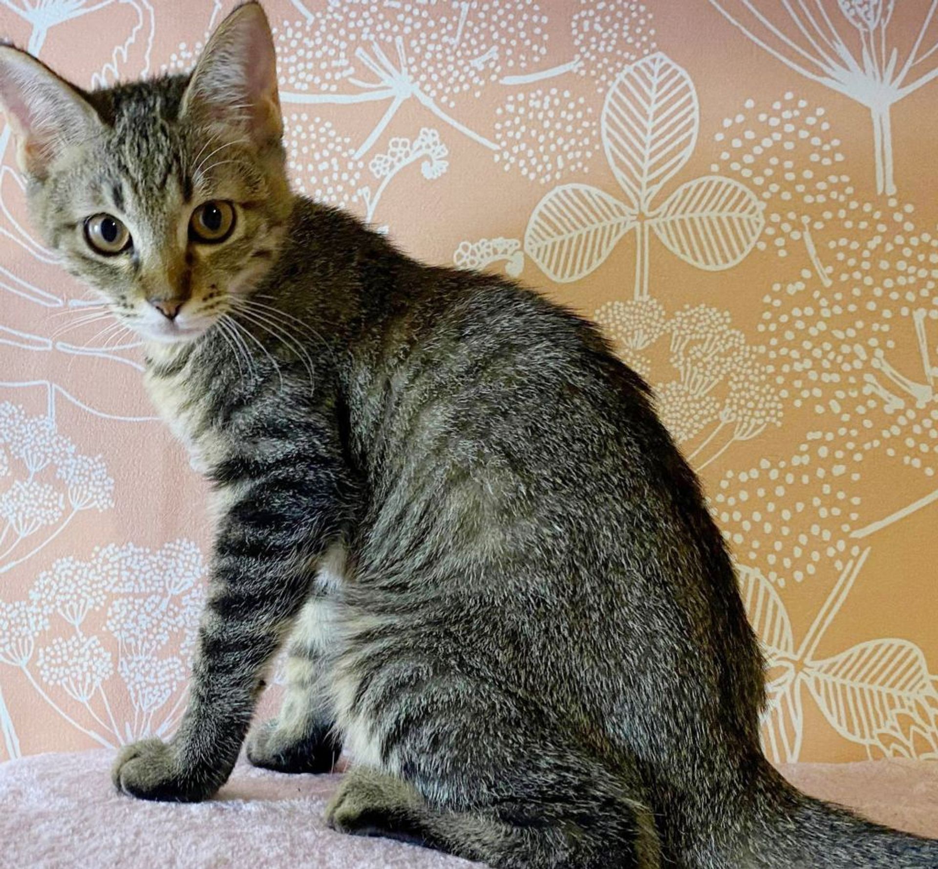 雑種（ミックス猫）・メスの里親募集の写真