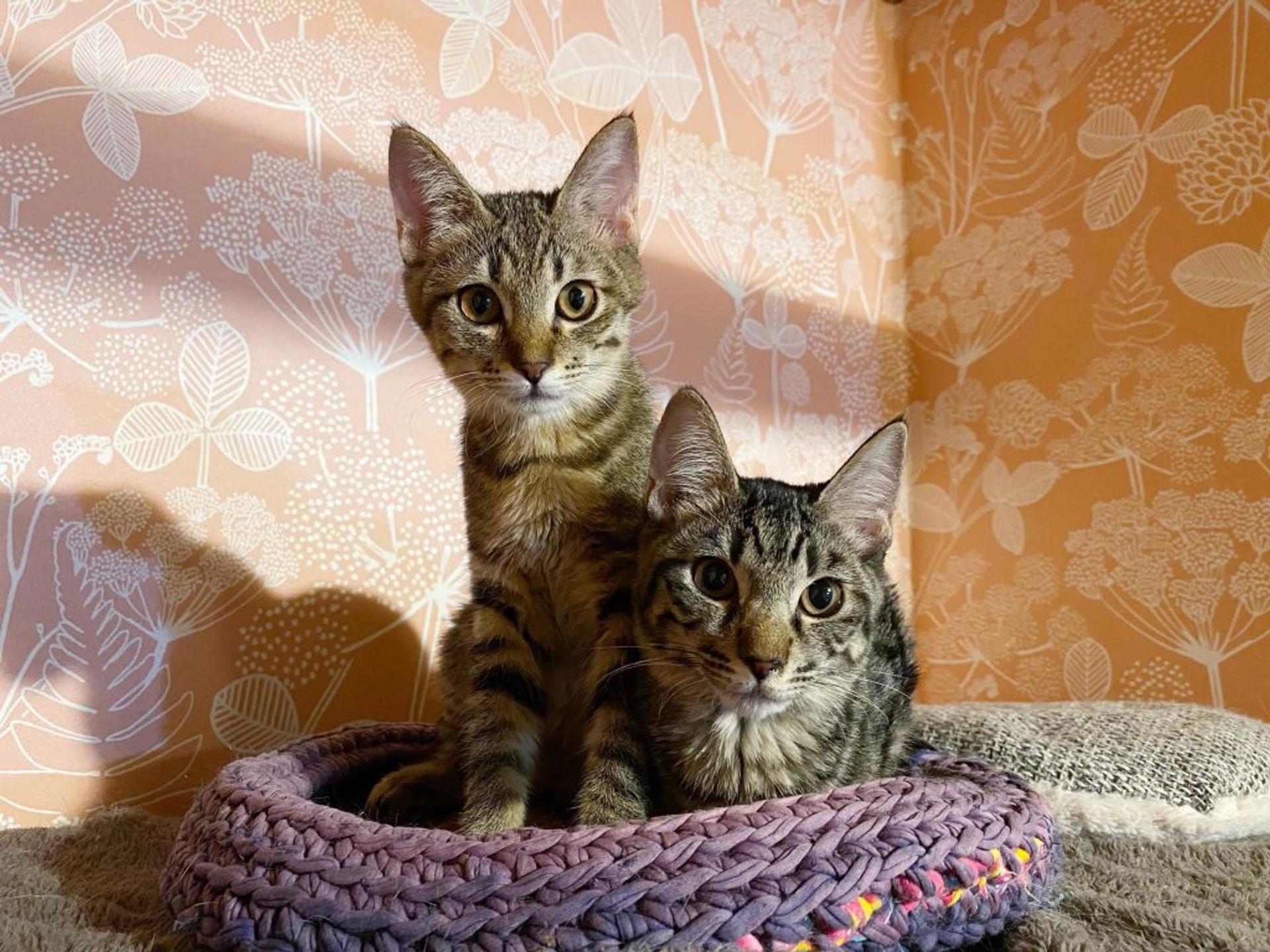pet-image-6