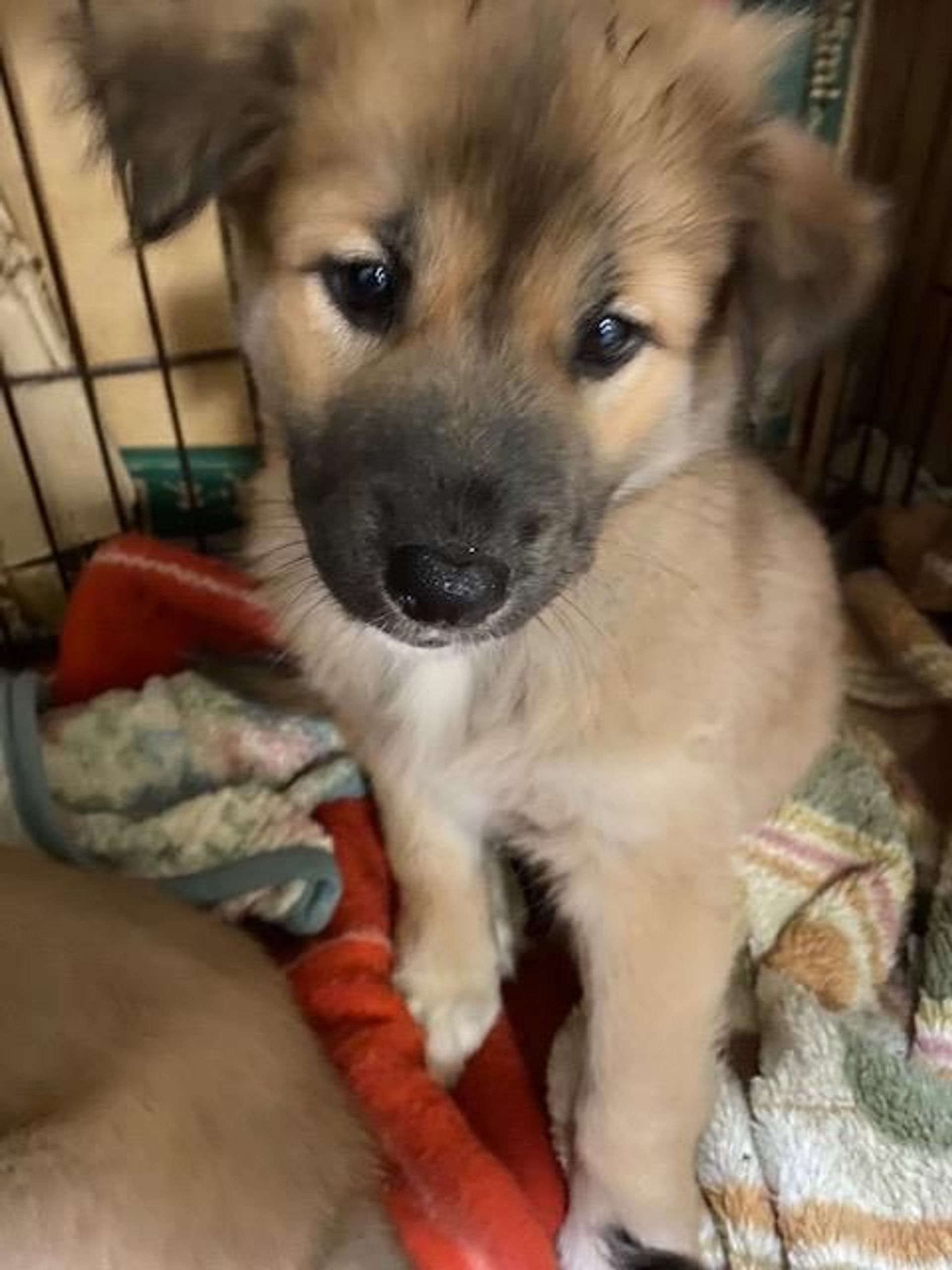 雑種（ミックス犬）・メスの里親募集の写真