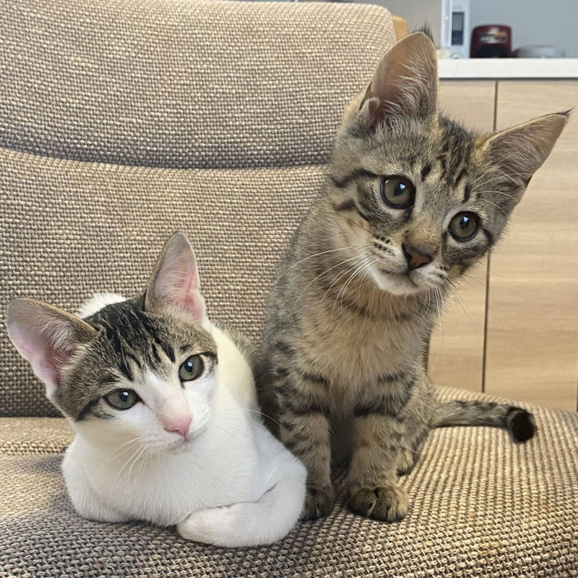 雑種（ミックス猫）・オスの里親募集の写真