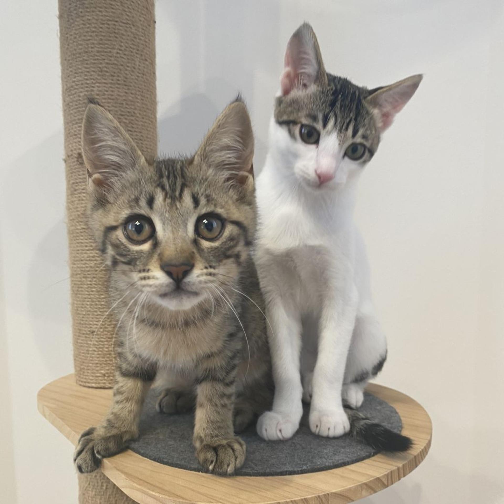 pet-image-4